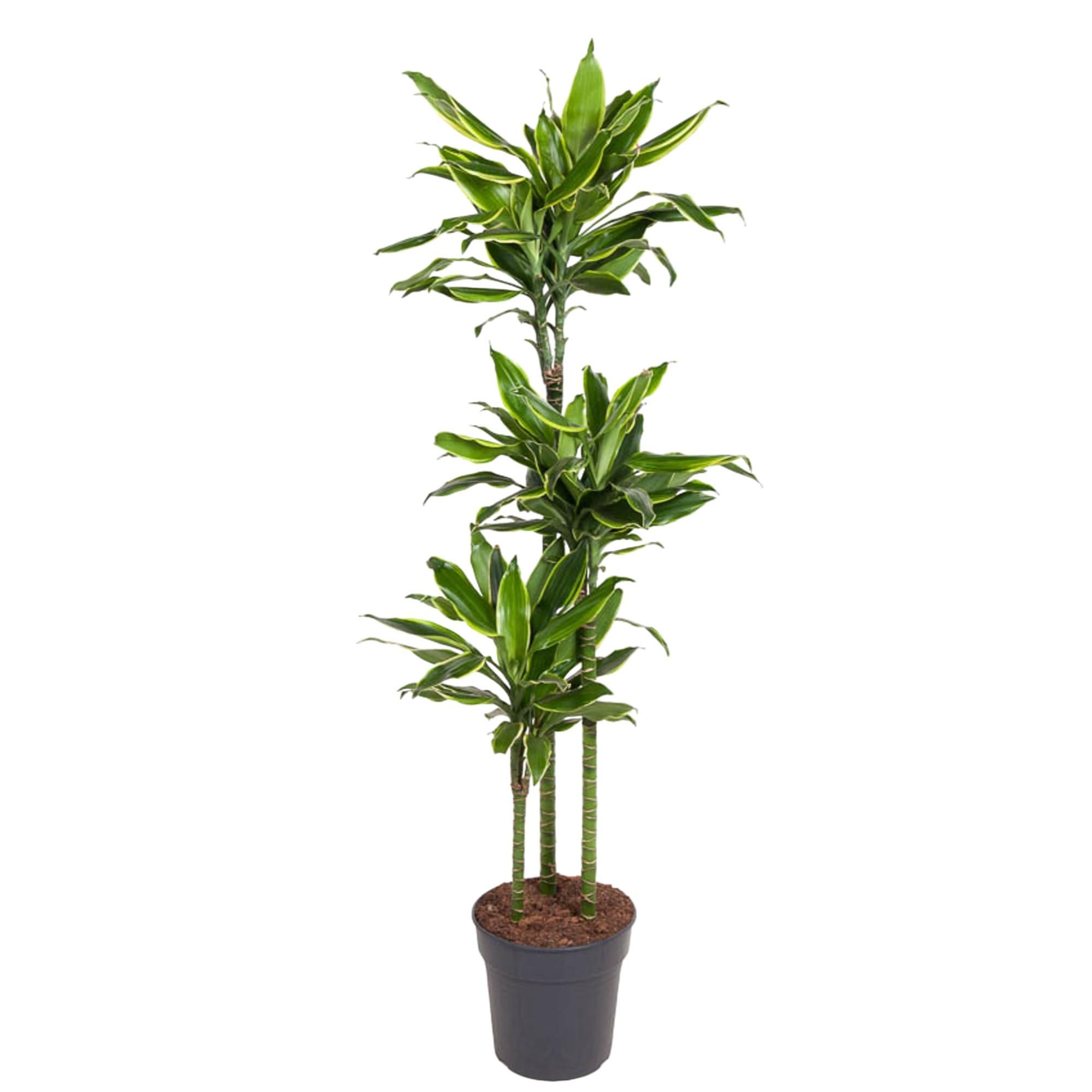 Dracaena Golden Coast Zimmerpflanze