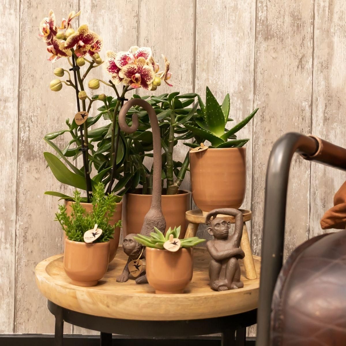 Phalaenopsis Orchidee Kolibri in Cognac Ziertopf
