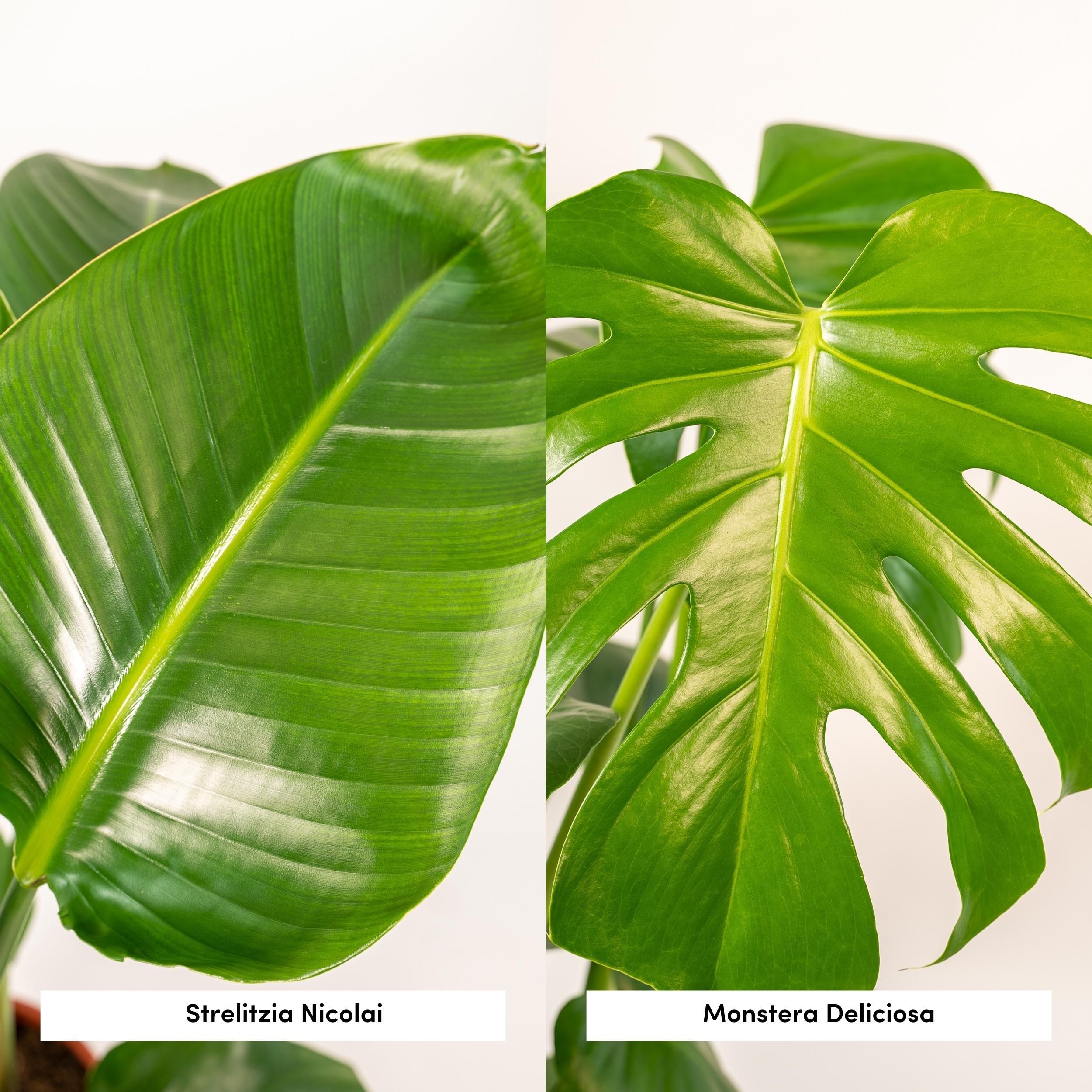 Tropisches Pflanzen-Set mit Strelitzia Nicolai und Monstera Deliciosa