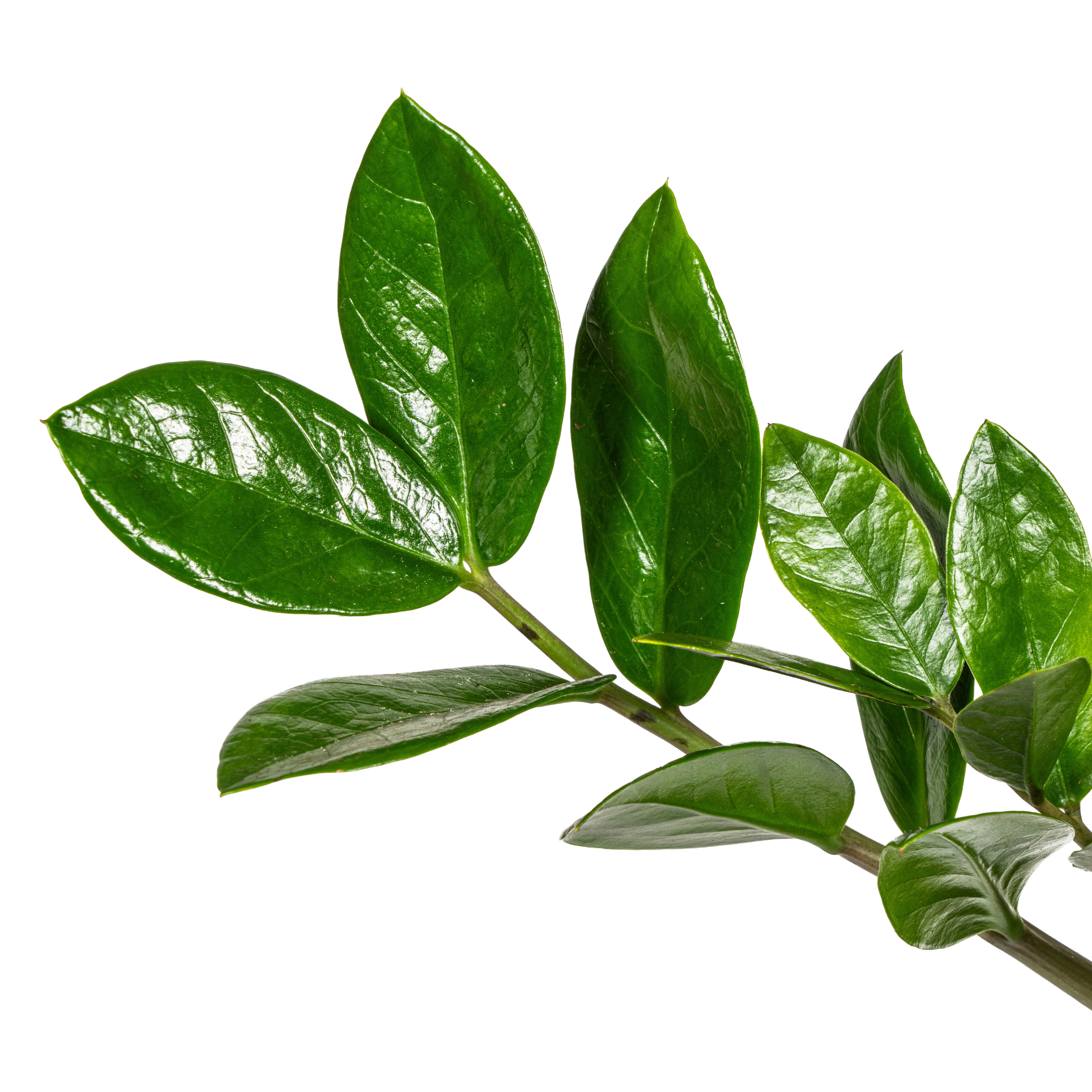 Zamioculcas Zamiifolia – Ø17cm – ↕40-50cm
