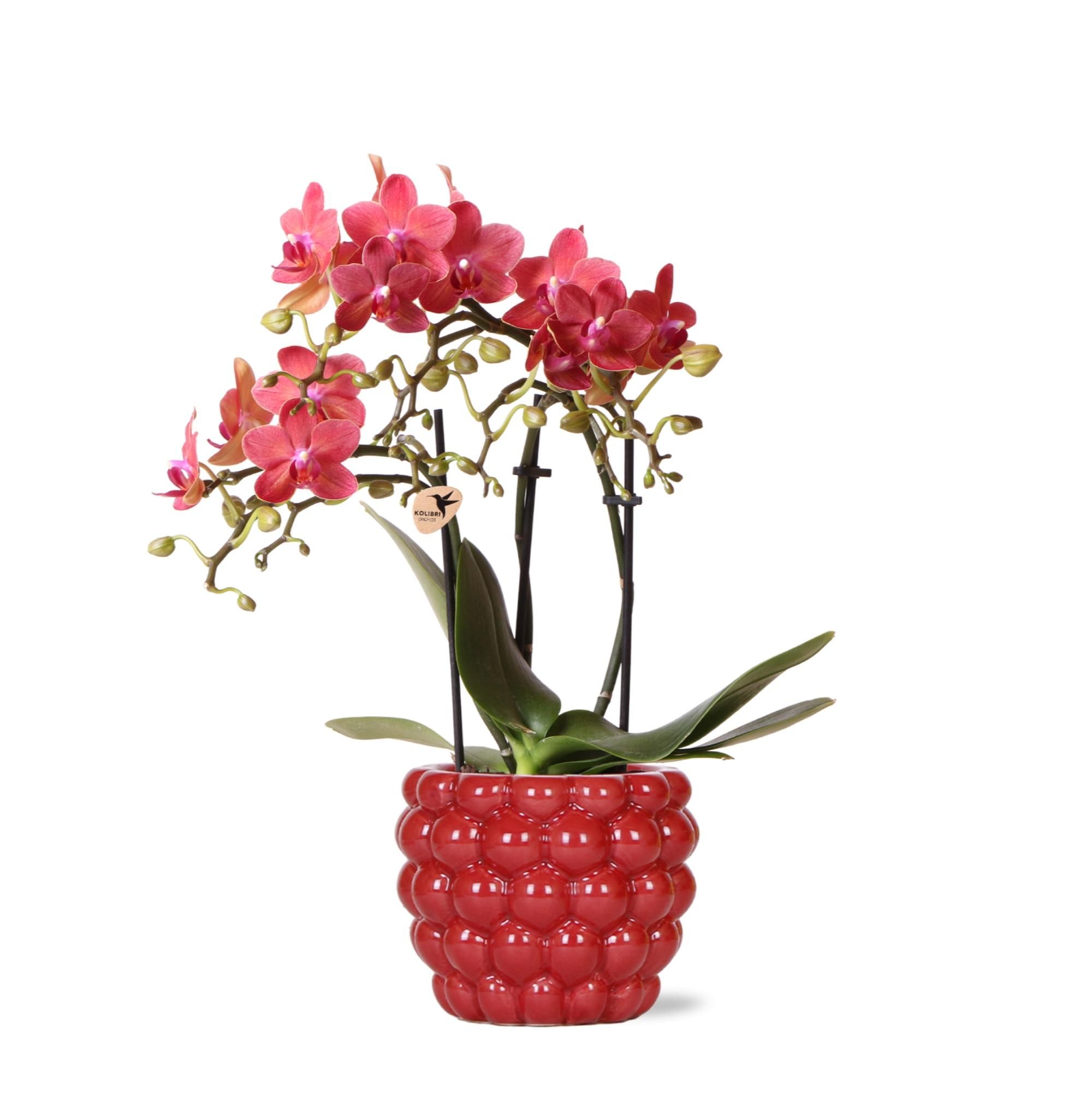 Phalaenopsis Orchidee in rotem Dekotopf