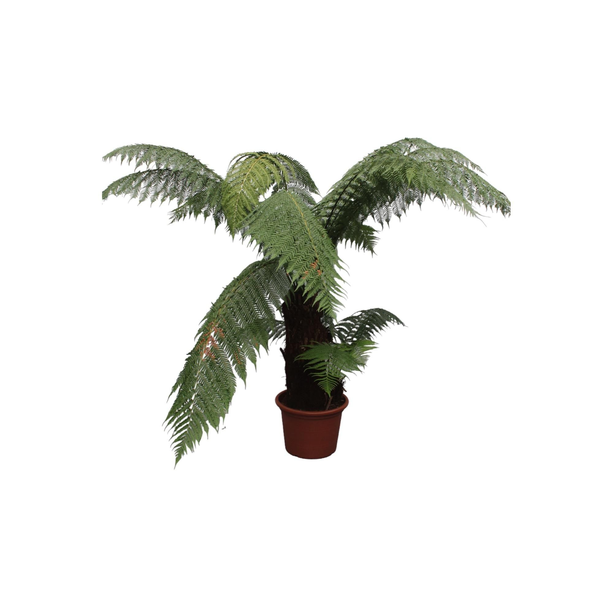 Dicksonia Antarctica Farn mit imposantem Wuchs