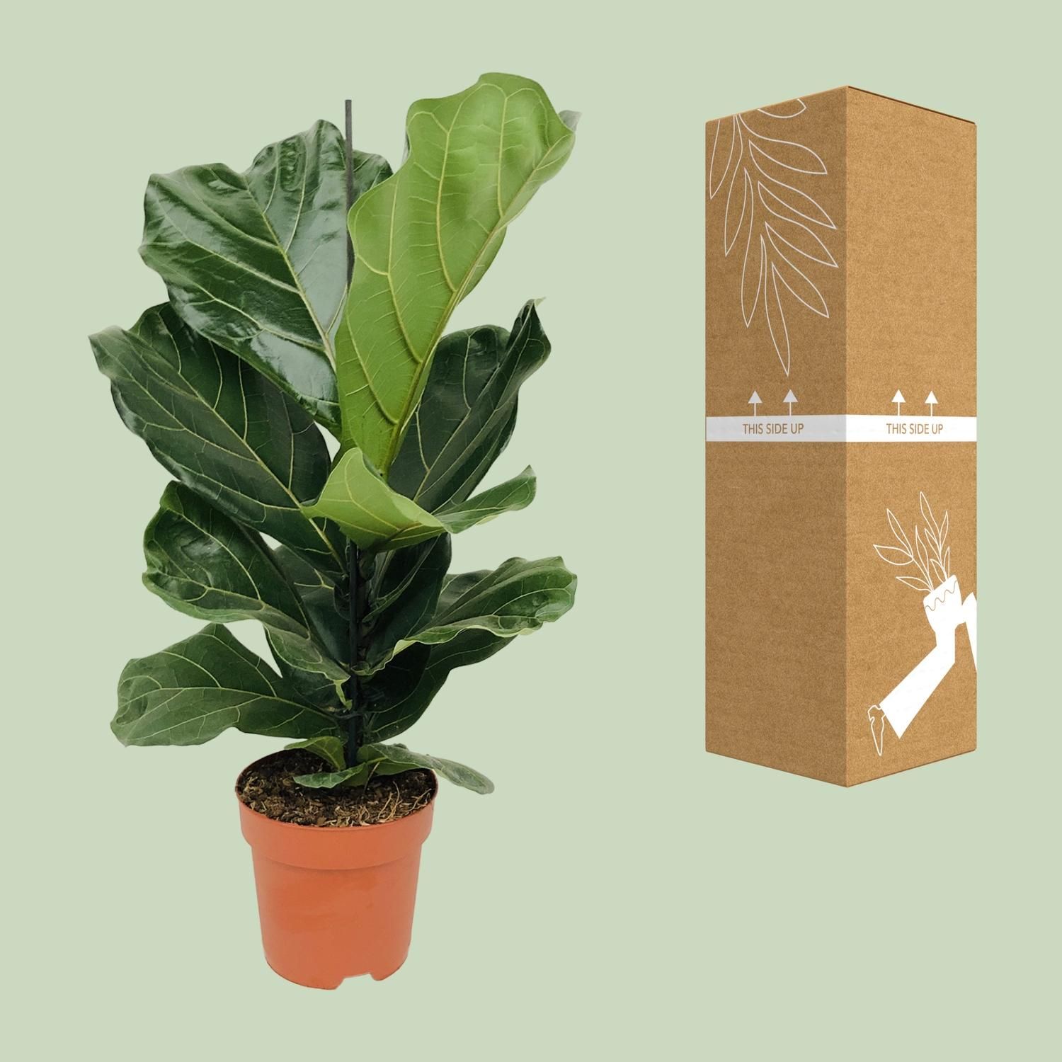 Ficus Lyrata – Elegante Geigenfeige als Zimmerpflanze