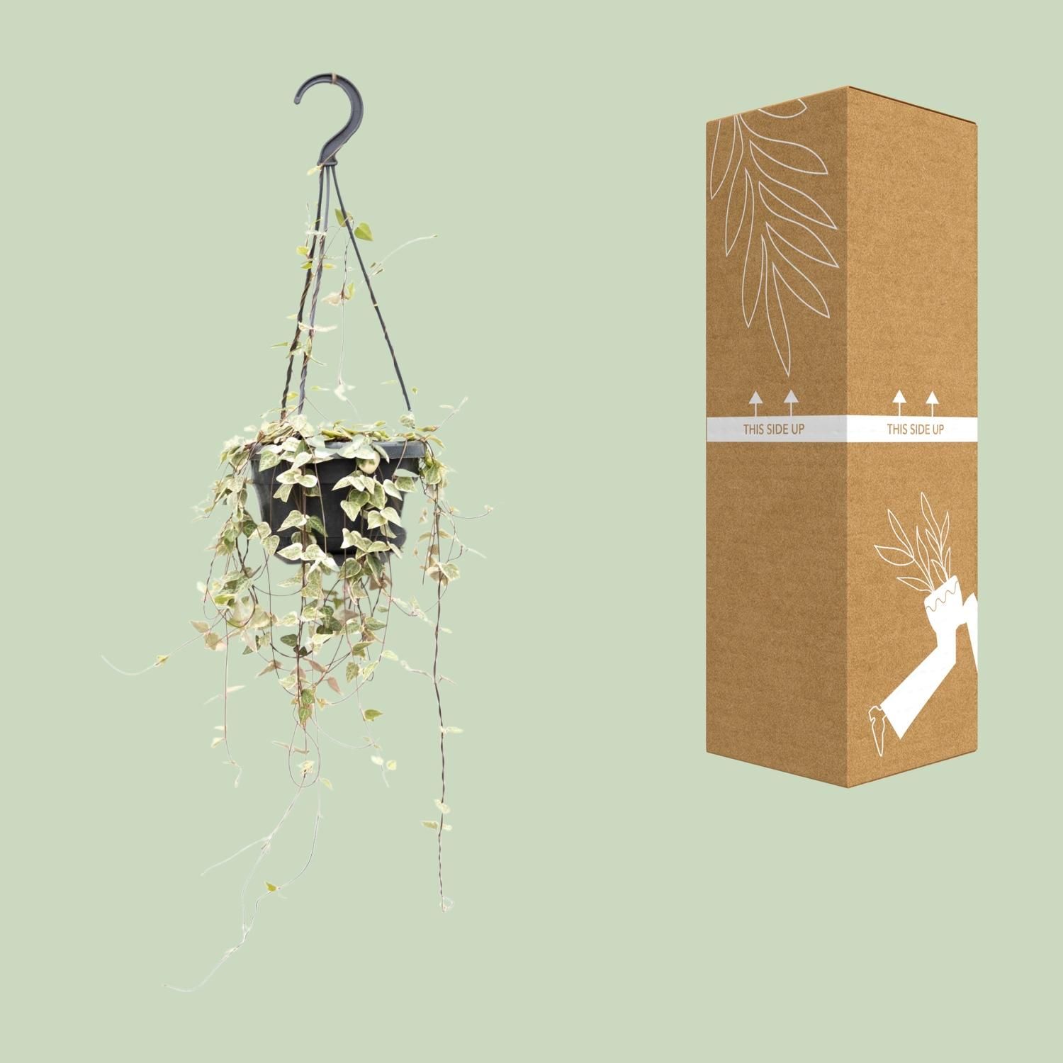 Ceropegia Woodii – Charmante Herzchenpflanze für den Innenbereich