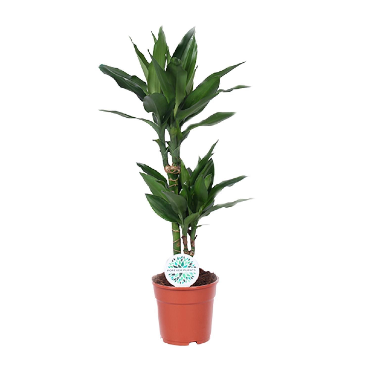 Dracaena Janet Lind Drachenbaum Zimmerpflanze