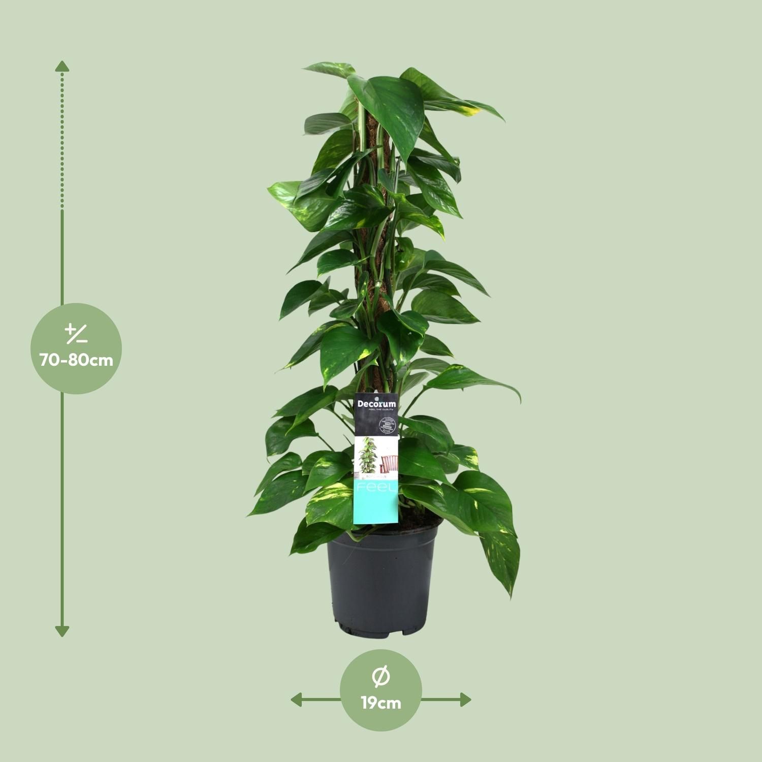 Elegante Scindapsus Zimmerpflanze mit hängenden Ranken