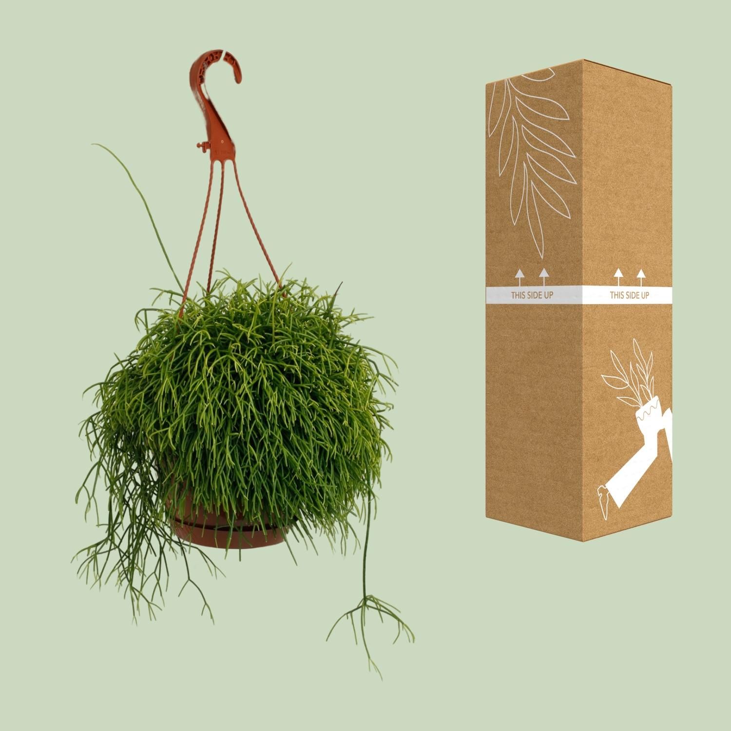 Rhipsalis Cassutha Zimmerpflanze