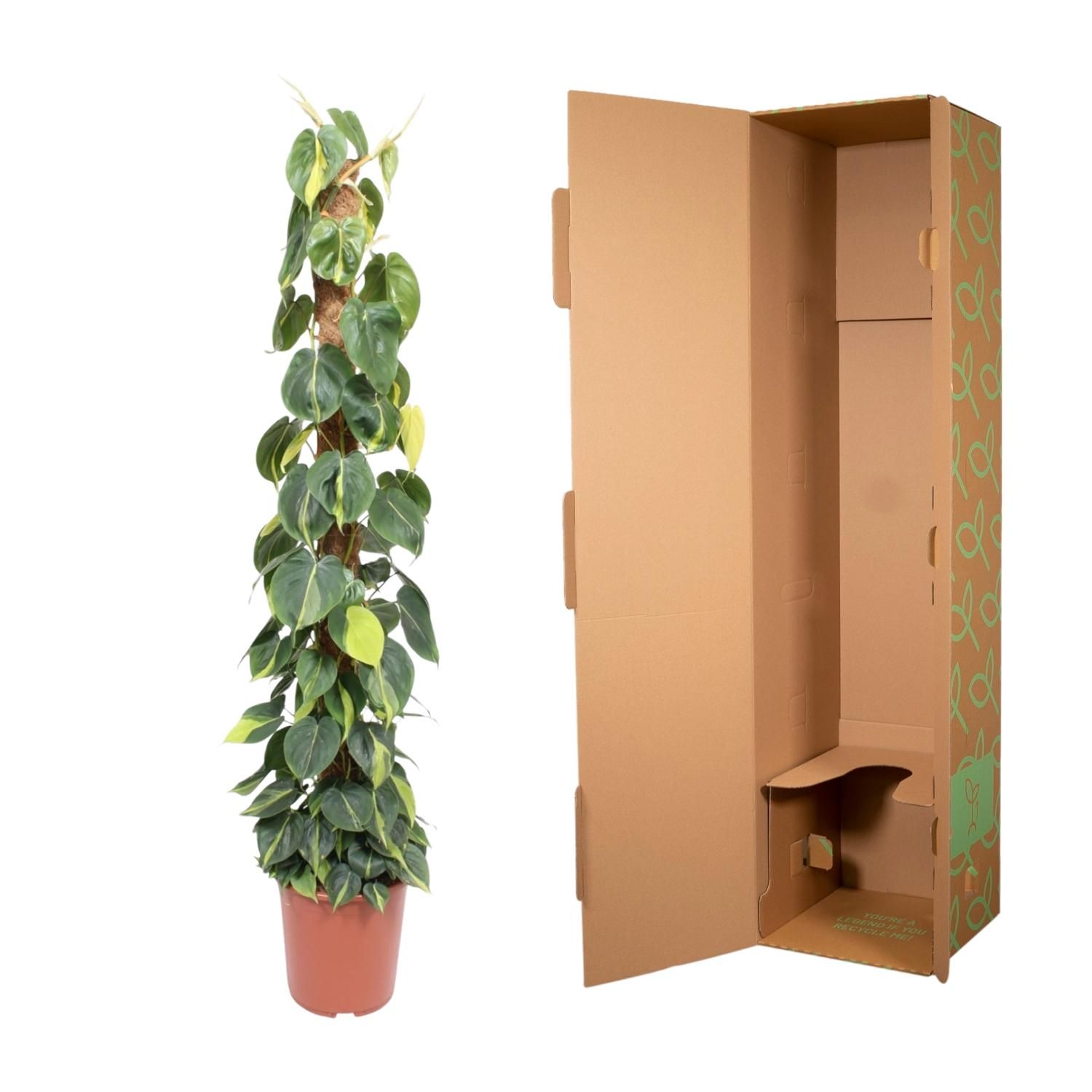 Philodendron Scandens Brasil Mosstok Zimmerpflanze