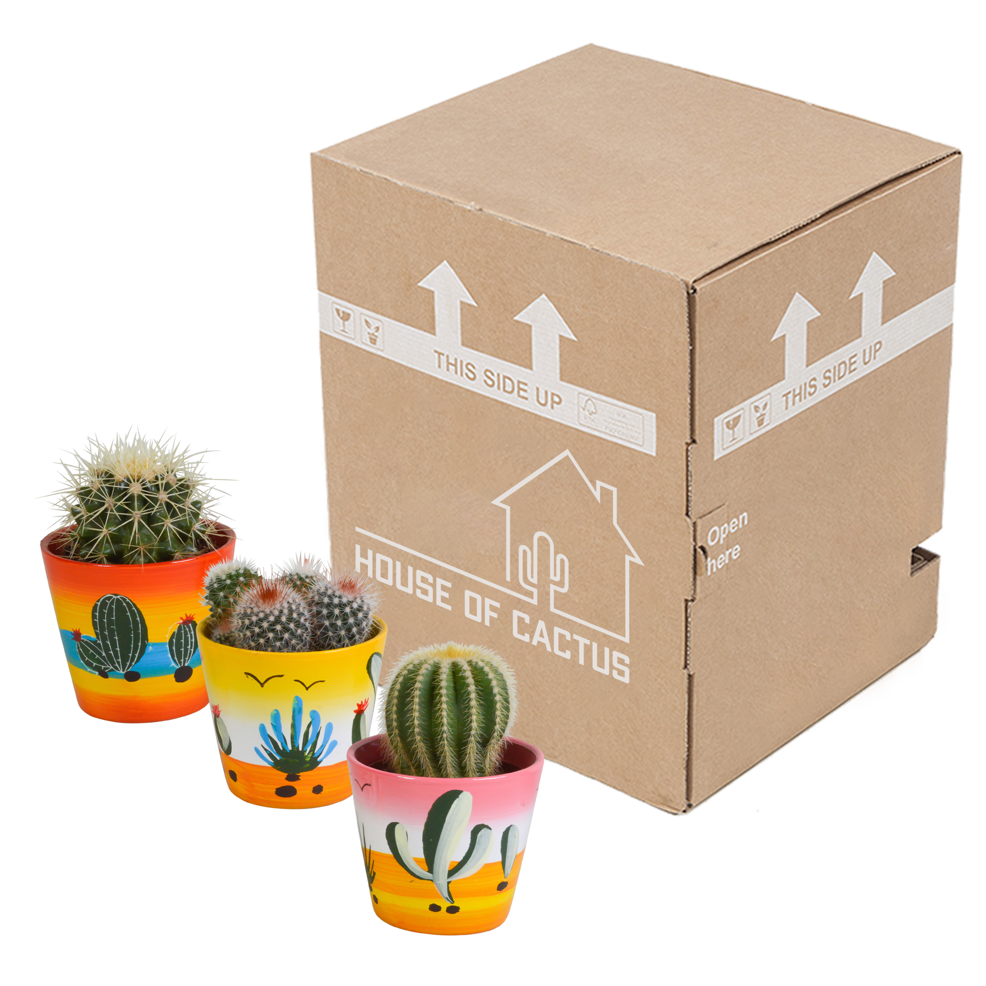 Bolcactus Mix in handbemaltem Mexikanischen Topf
