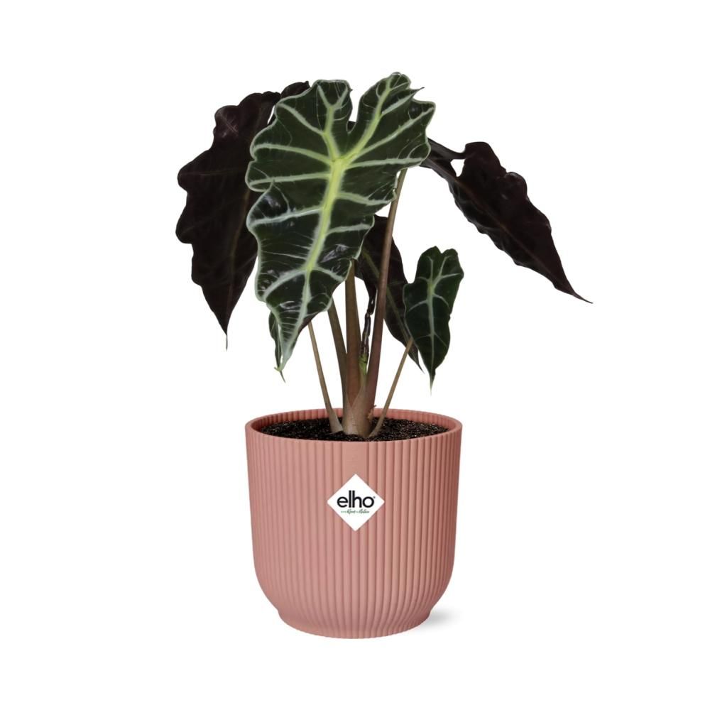 Alocasia Polly Zimmerpflanze in ELHO Vibes Fold Topf