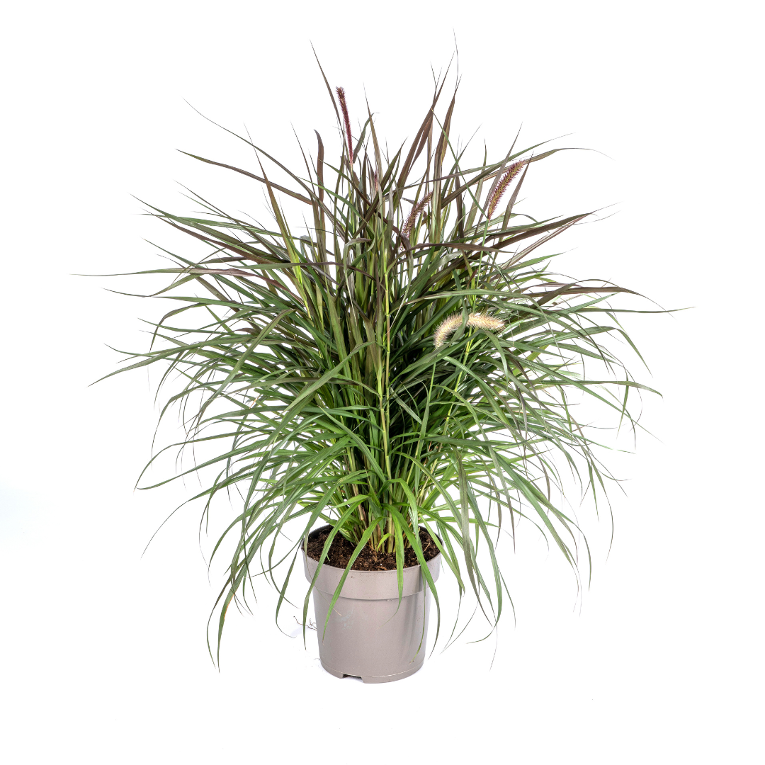Pennisetum x Advena Chelsea | Ziergras | Ø27cm Topf | 70-80cm Höhe