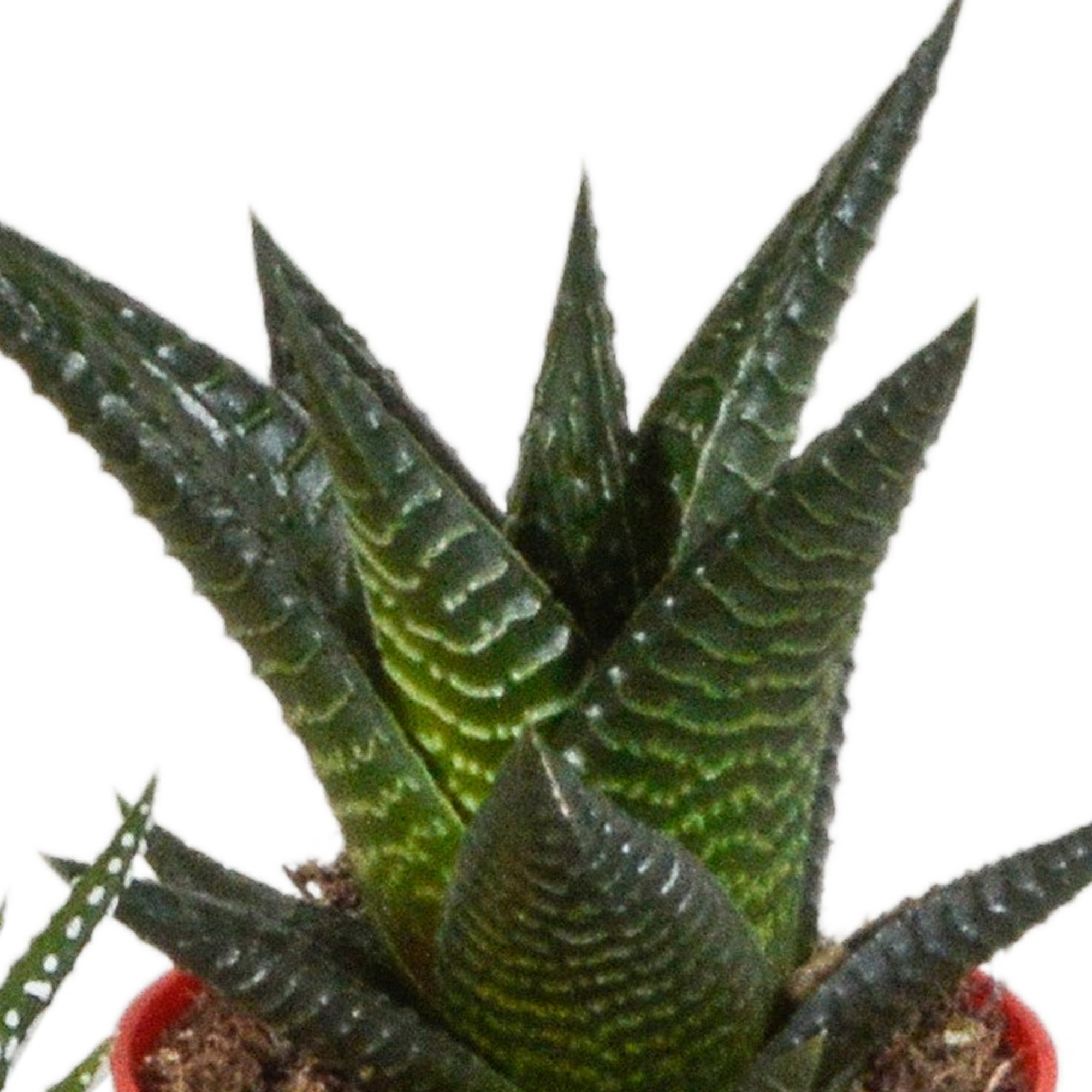 Gasteria und Haworthia Mix in farbigem Kunststofftopf