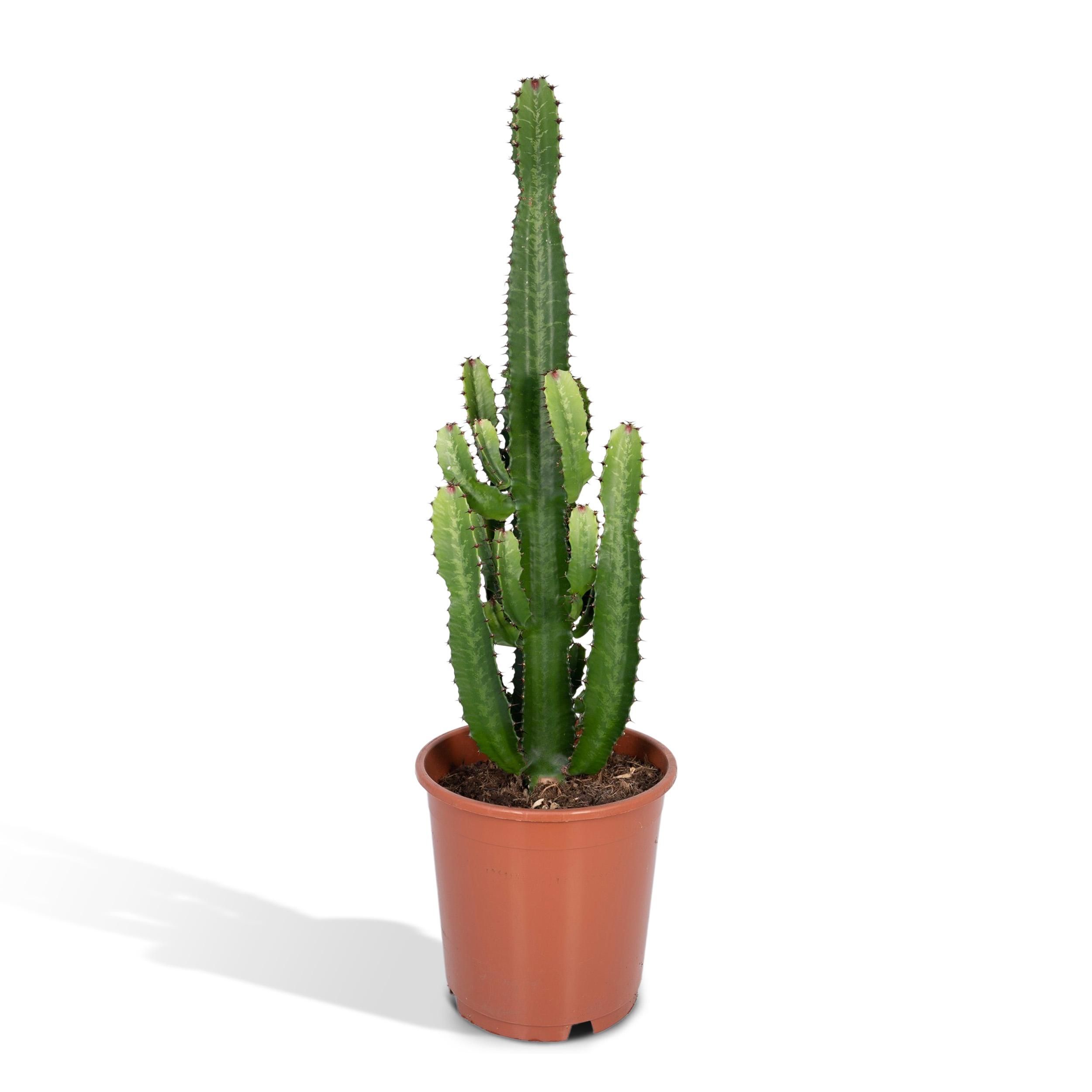 Euphorbia Acrurensis Exotische Zimmerpflanze