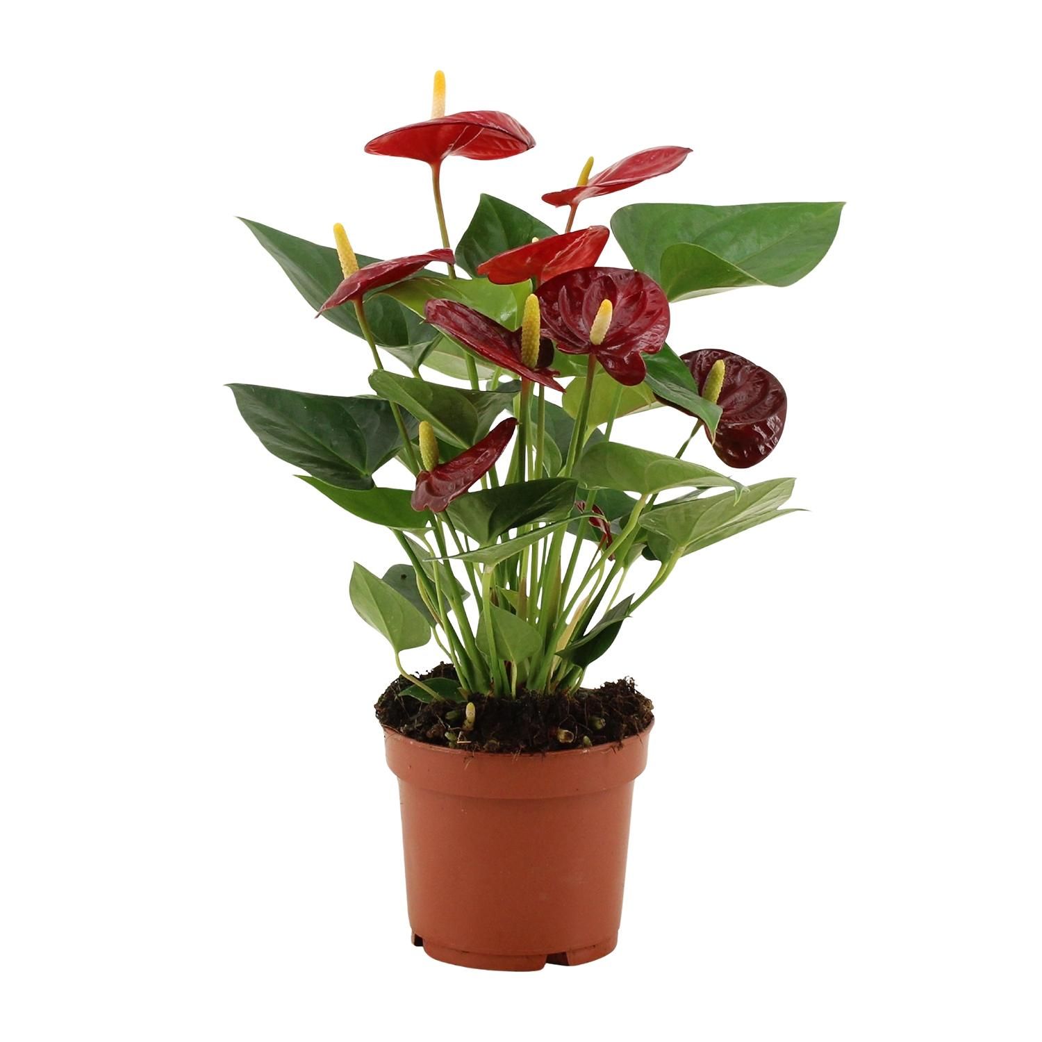 Anthurium Calon Zimmerpflanze