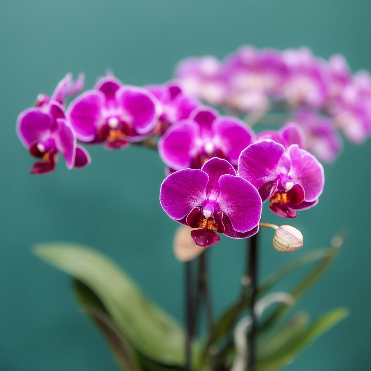 Phalaenopsis Orchidee - Purpurne Blütenpracht
