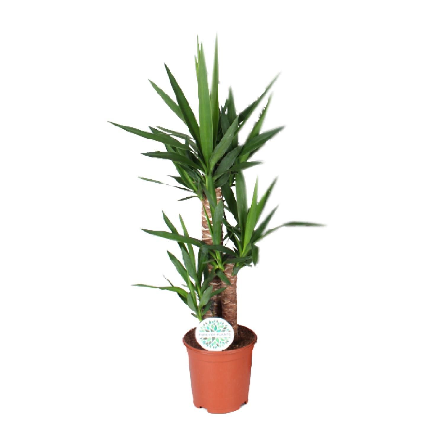 Yucca – elegante Zimmerpflanze für Wohnräume