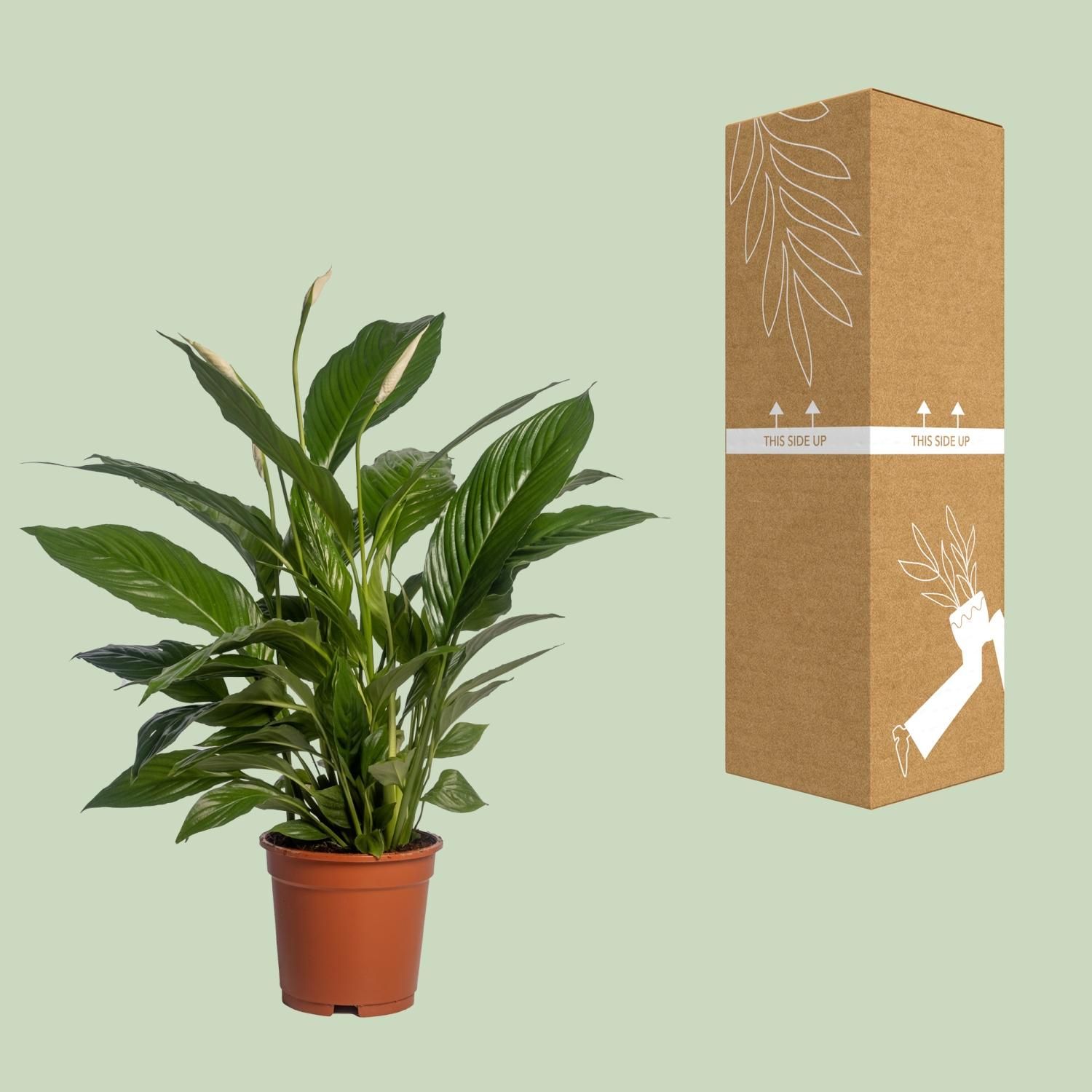 Spathiphyllum Vivaldi Friedenslilie Zimmerpflanze