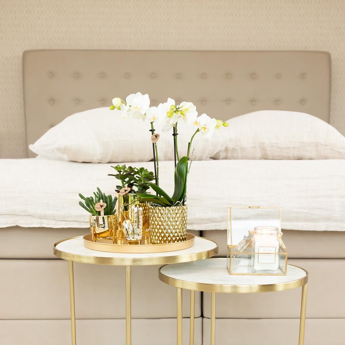 Phalaenopsis Orchidee Amabilis im goldenen Diamant-Dekotopf