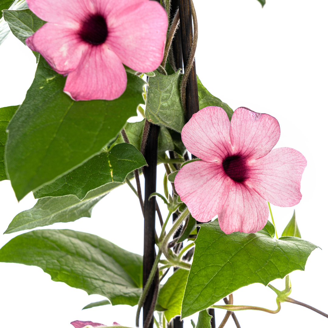4x Schwarzäugige Susanne | Kletterpflanze | Rosafarbene Blüten | Ø13cm