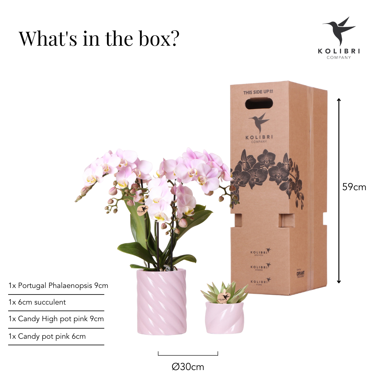 Pflanzenset 'Candy' – Rosa Phalaenopsis Orchidee | Sukkulente | Keramik-Töpfe