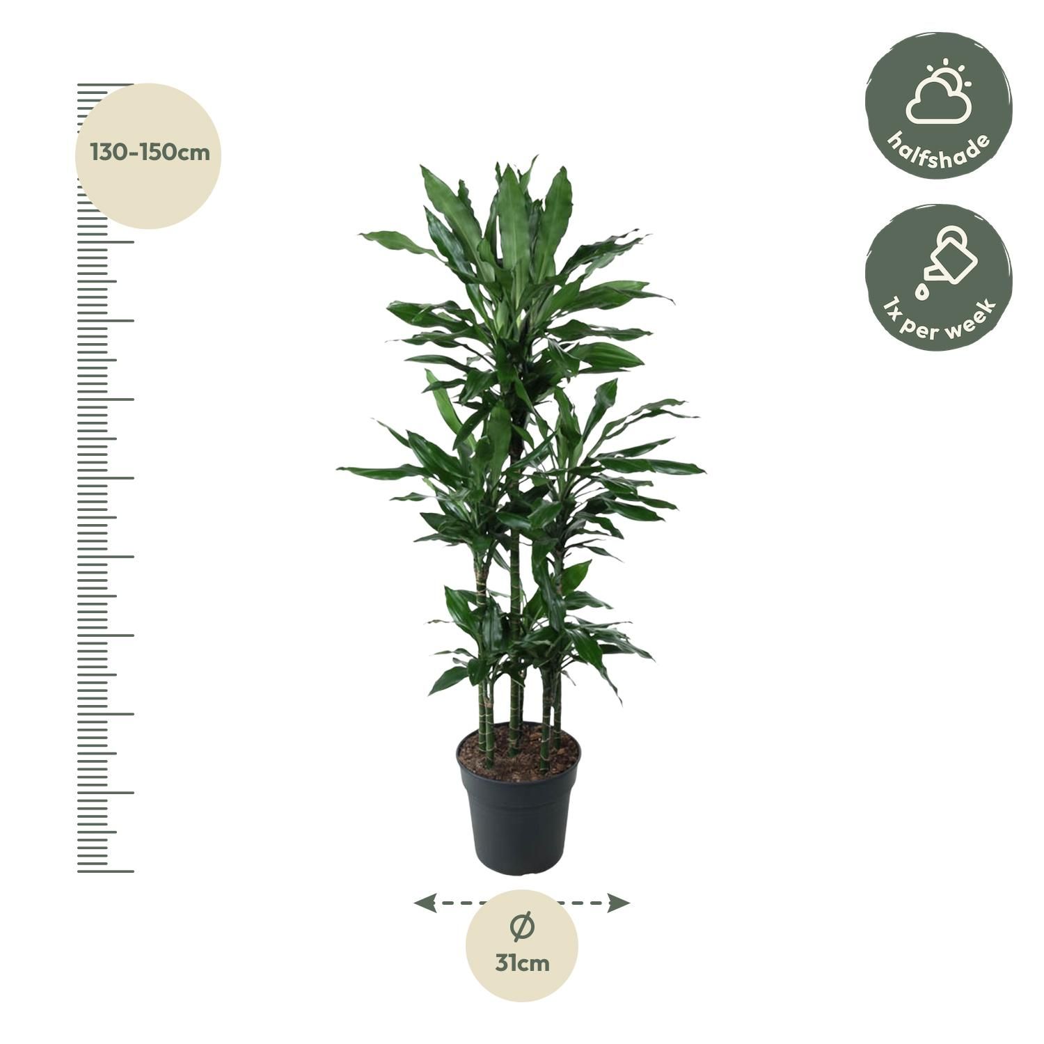 Dracaena Janet Lind Carrousel Zimmerpflanze
