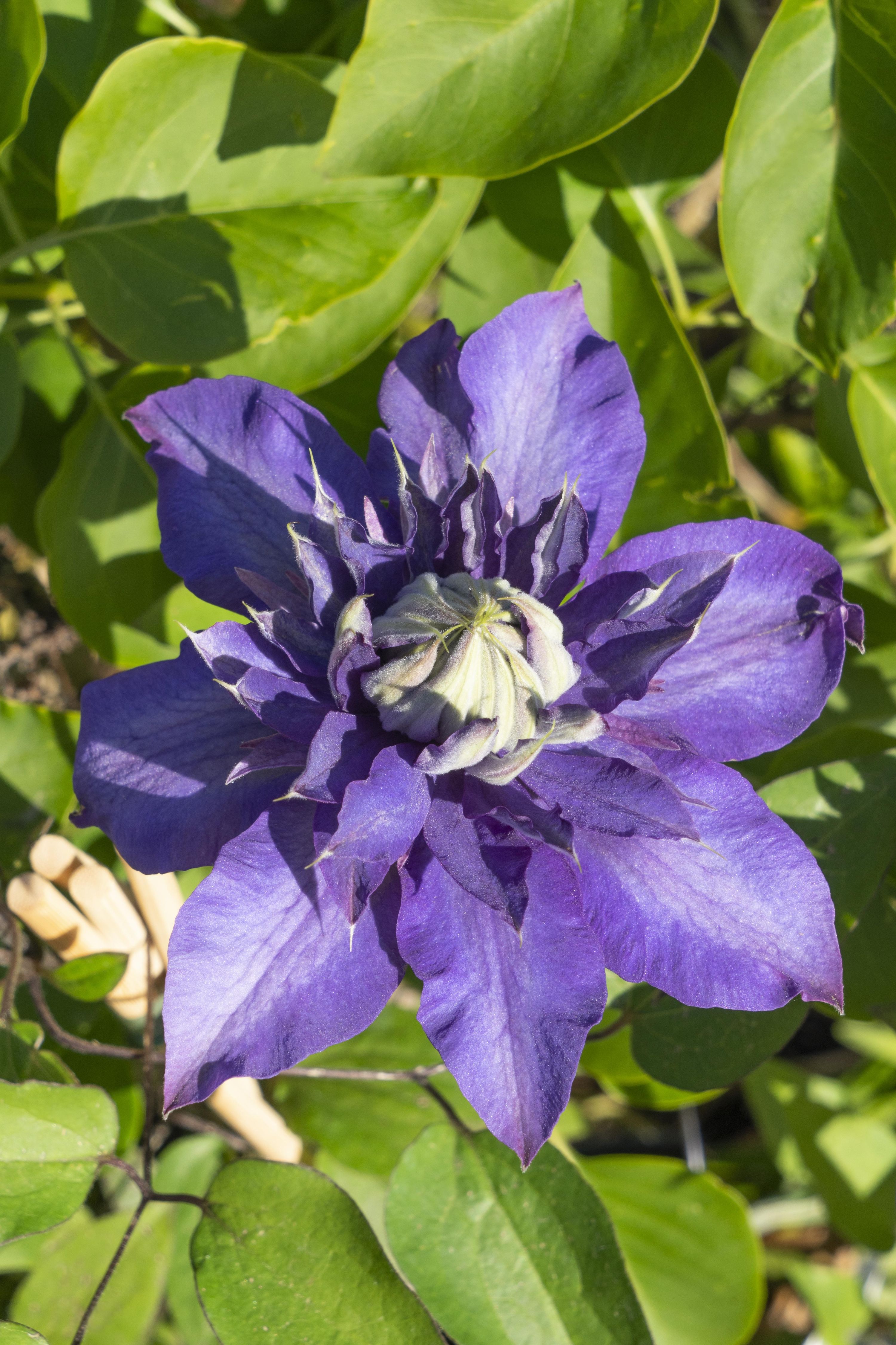 Clematis Multi Blue Kletterpflanze