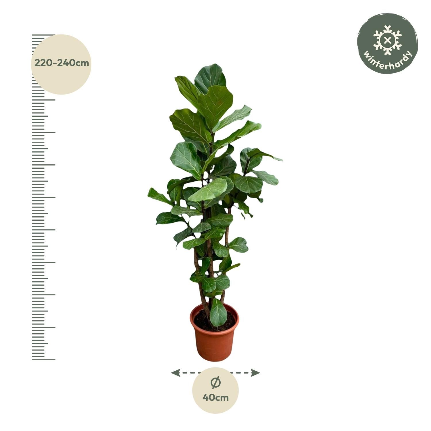 Ficus Lyrata XXL Geigenfeige mit verzweigtem Stamm