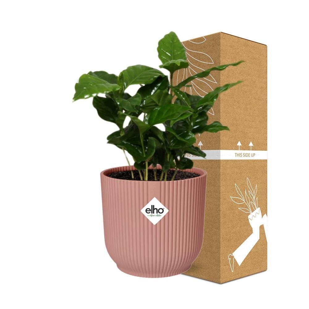 Coffea Arabica Zimmerpflanze in ELHO Vibes Fold Übertopf