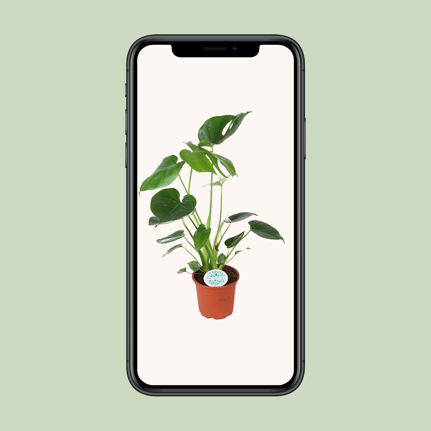 Monstera Deliciosa Zimmerpflanze