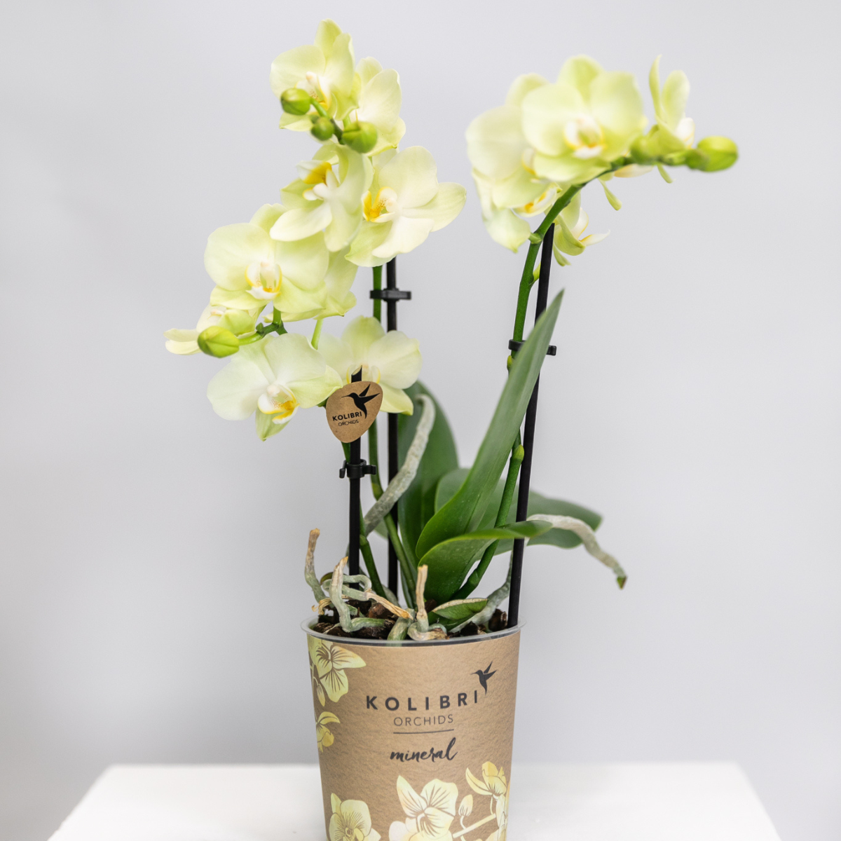 Phalaenopsis Orchidee Gelb
