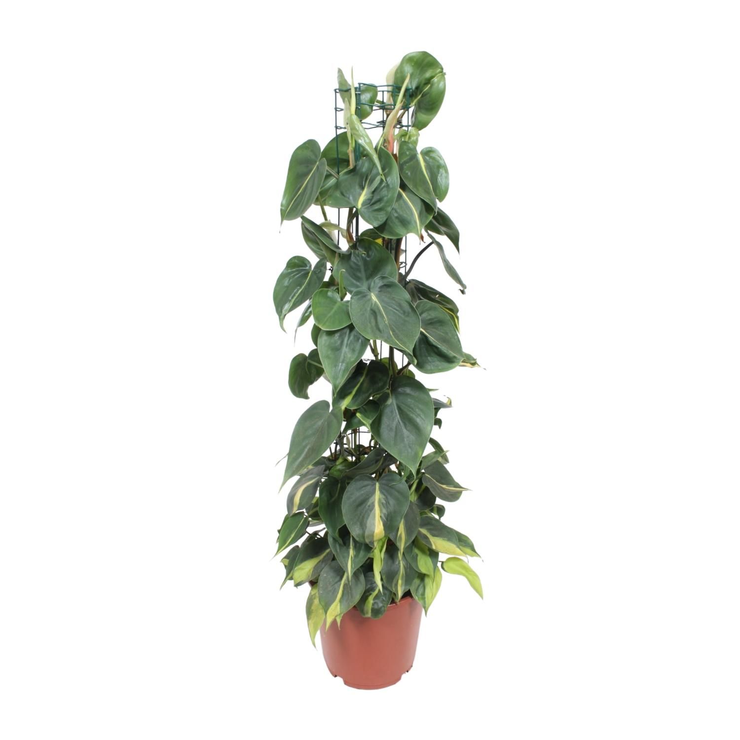 Philodendron Scandens Brasil Zimmerpflanze