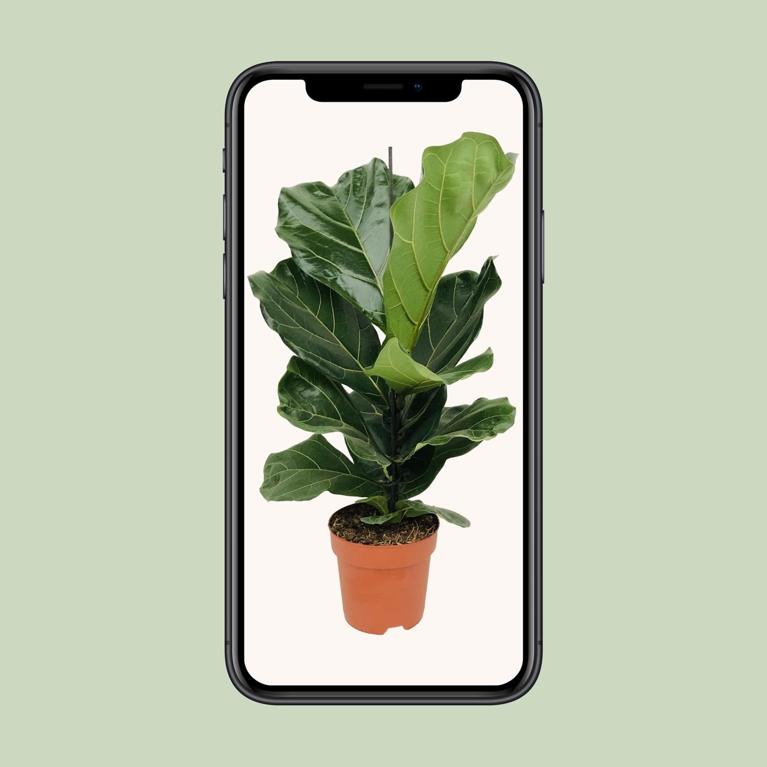 Ficus Lyrata – Elegante Geigenfeige als Zimmerpflanze