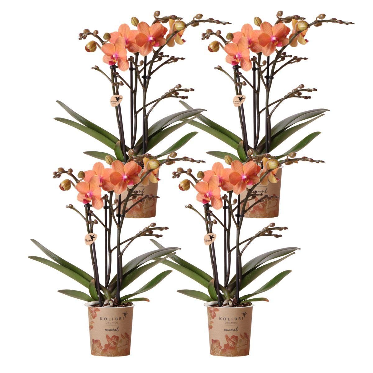 Phalaenopsis Orchideen Set Bolzano Orange