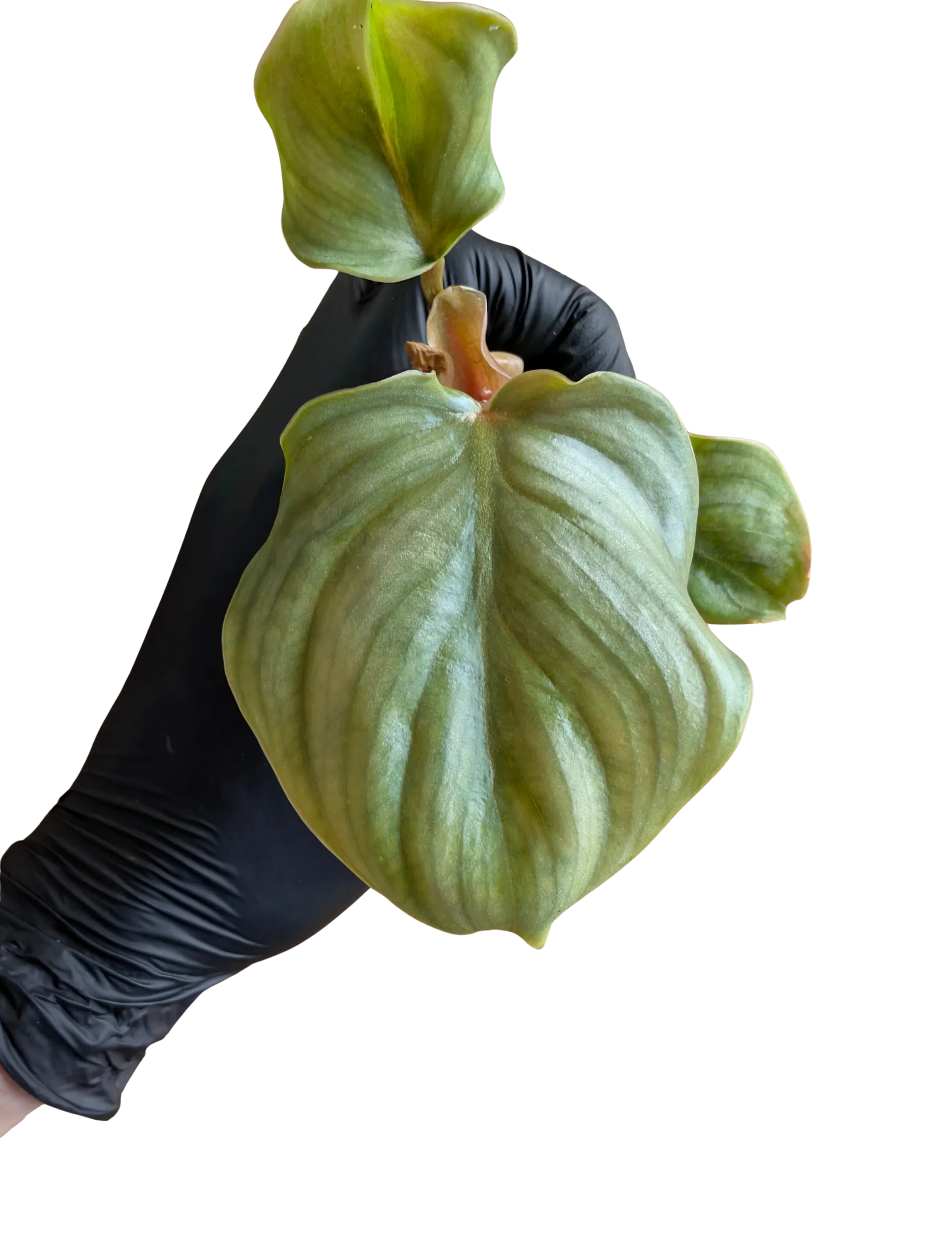 Baby Philodendron Gloriosum plowmanii