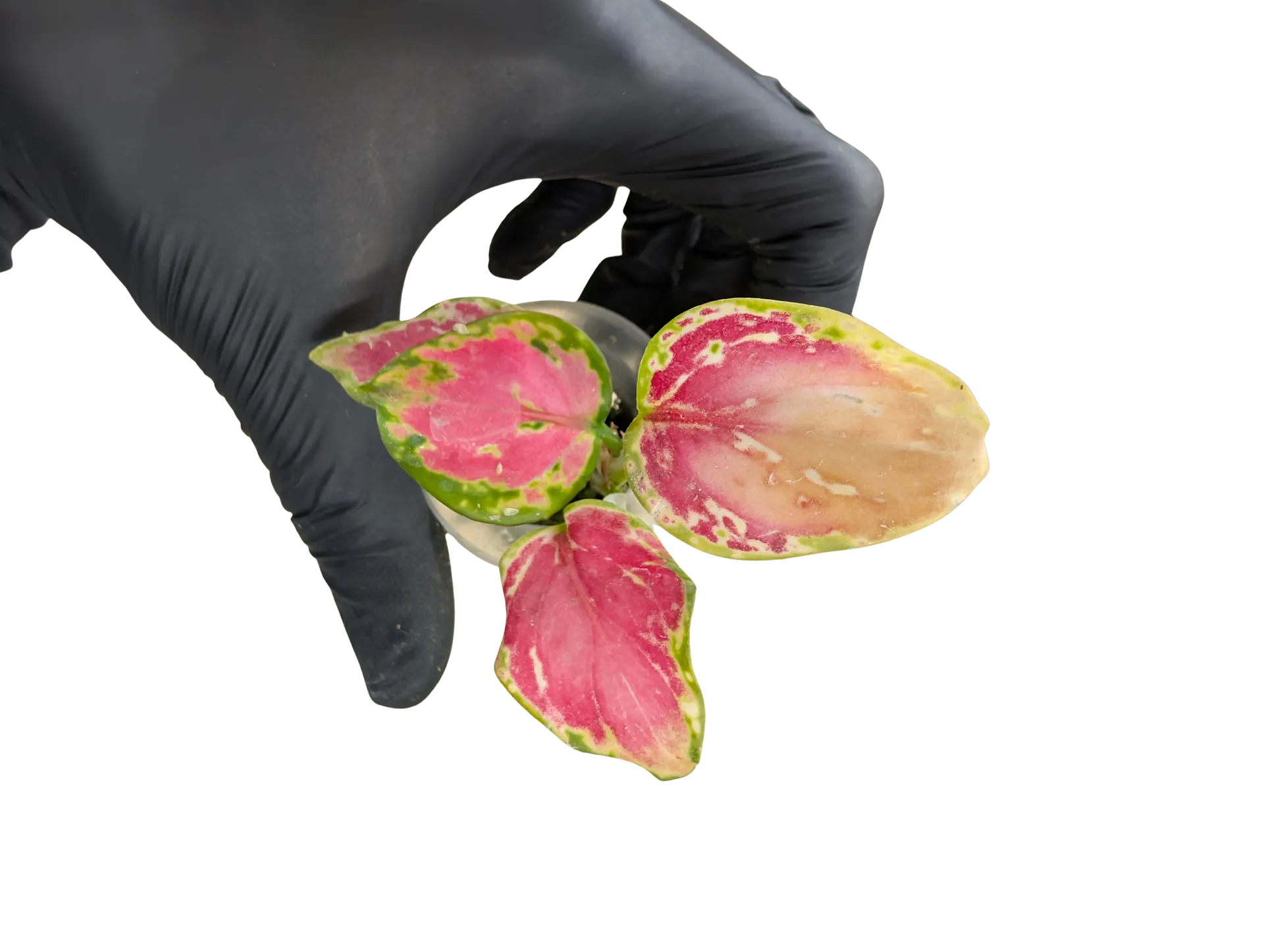 Baby Aglaonema commutatum Auspicious Red