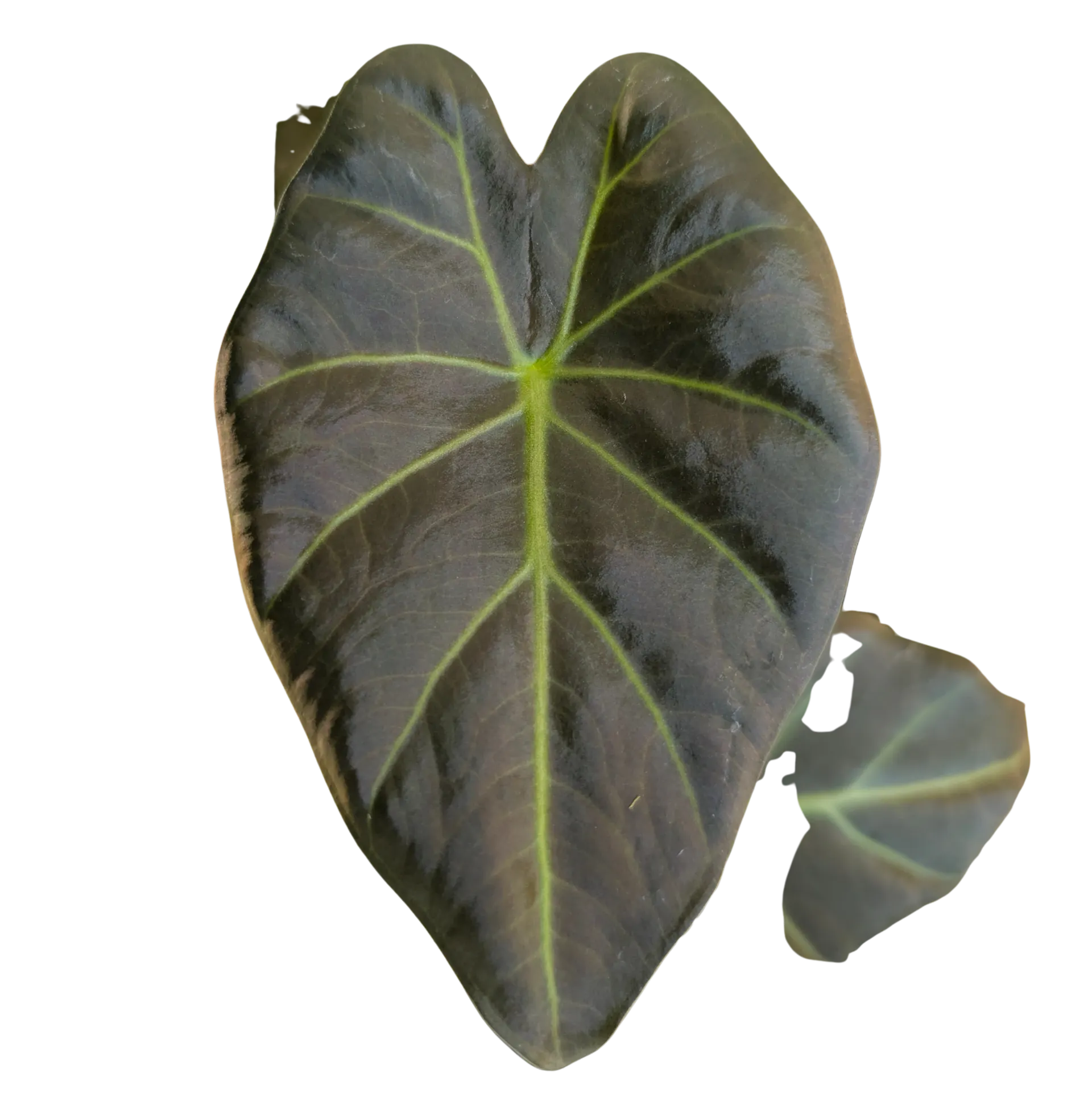 Baby Alocasia Odora Regal Shields