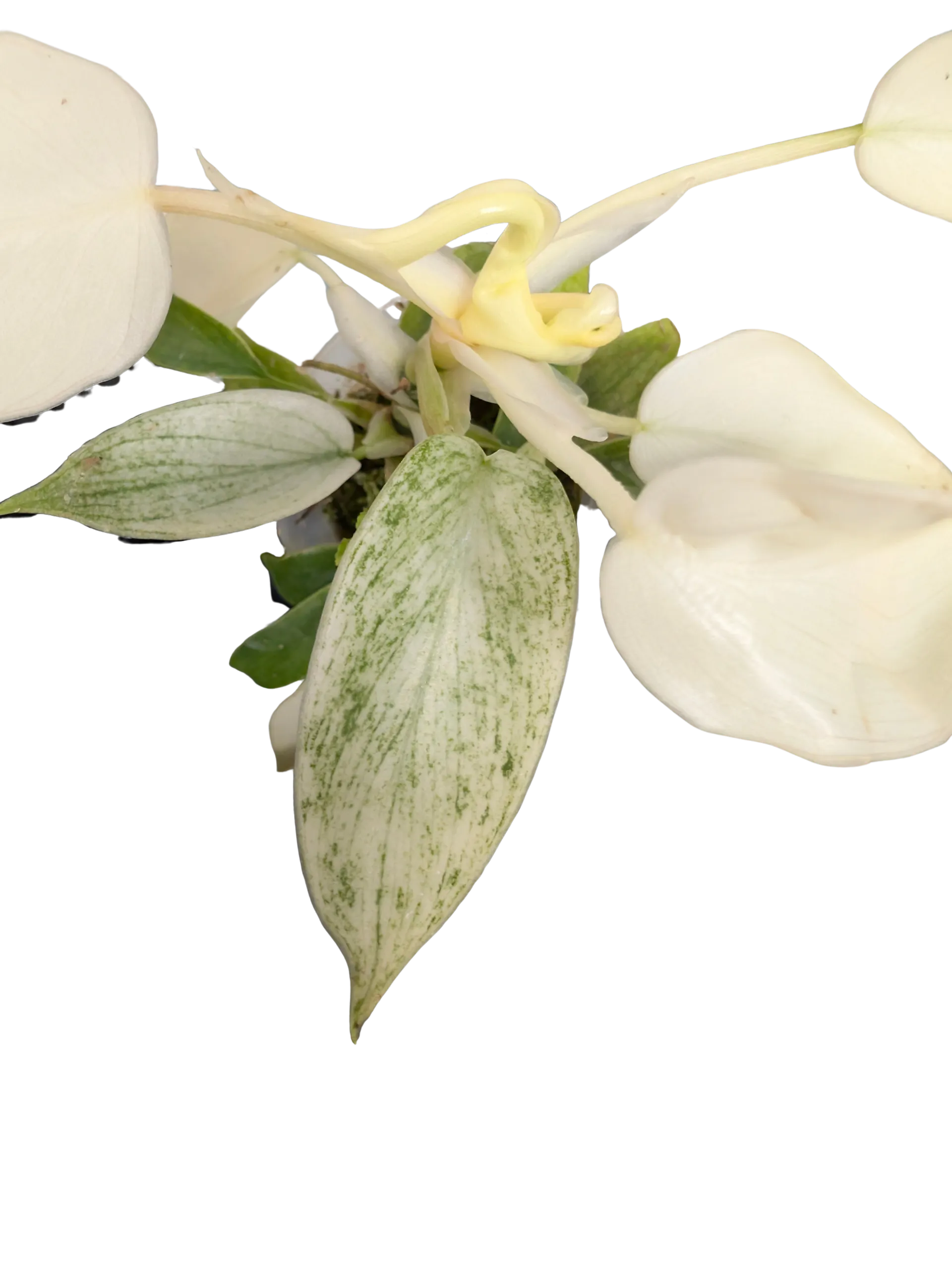 Baby Philodendron Pedatum Florida Ghost