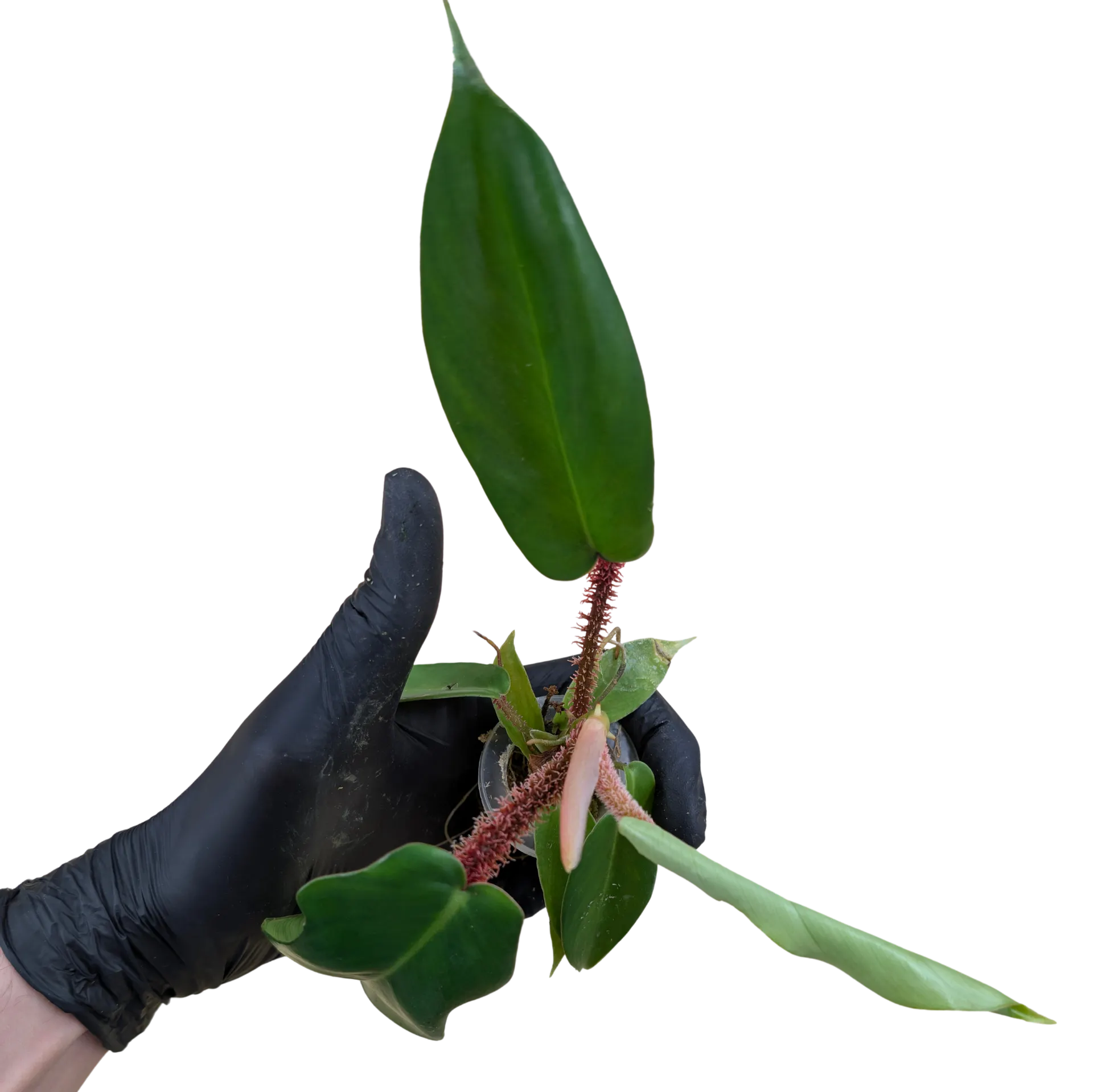 Baby Philodendron squamiferum