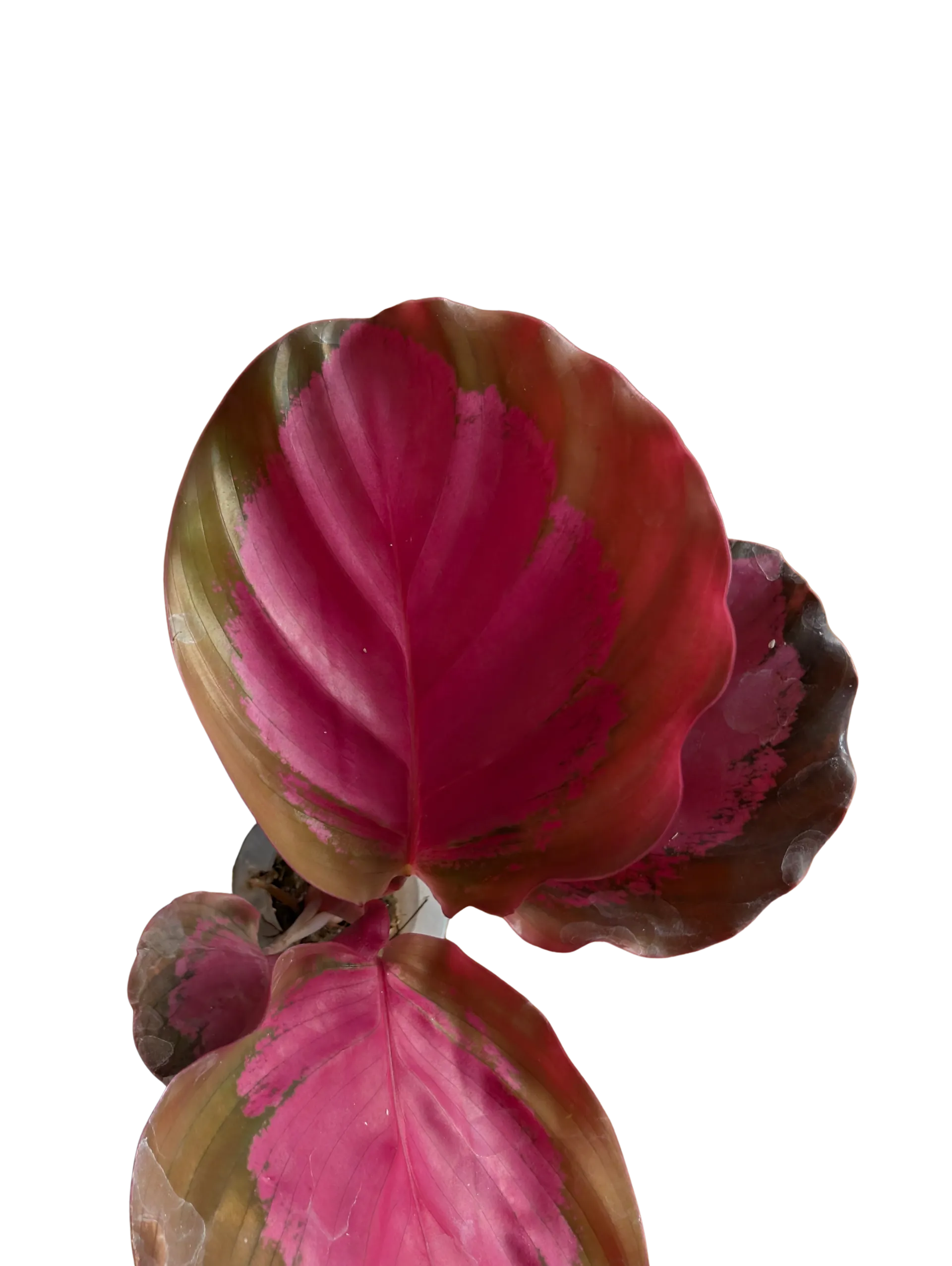 Baby Calathea picturata Crimson