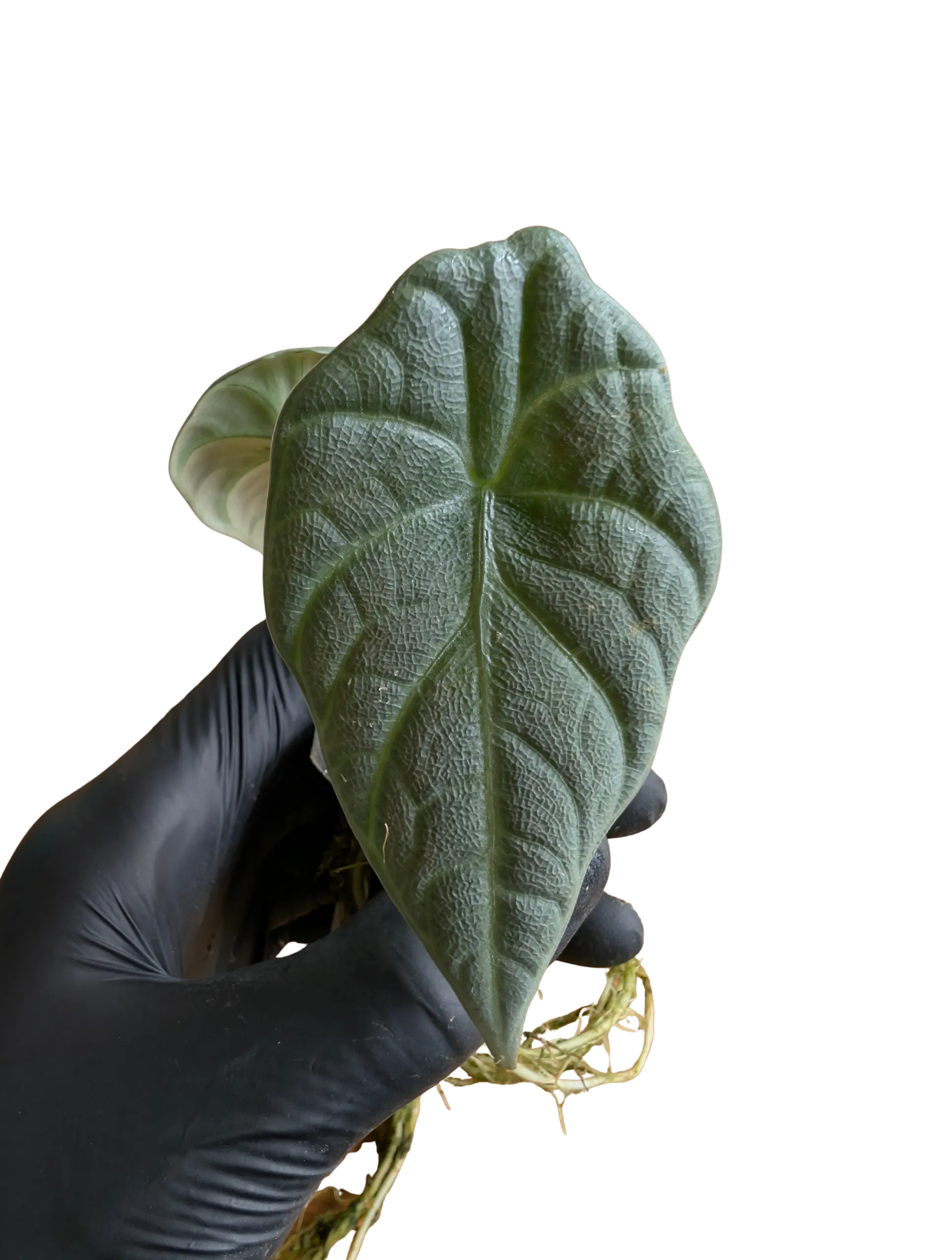 Baby Alocasia maharani