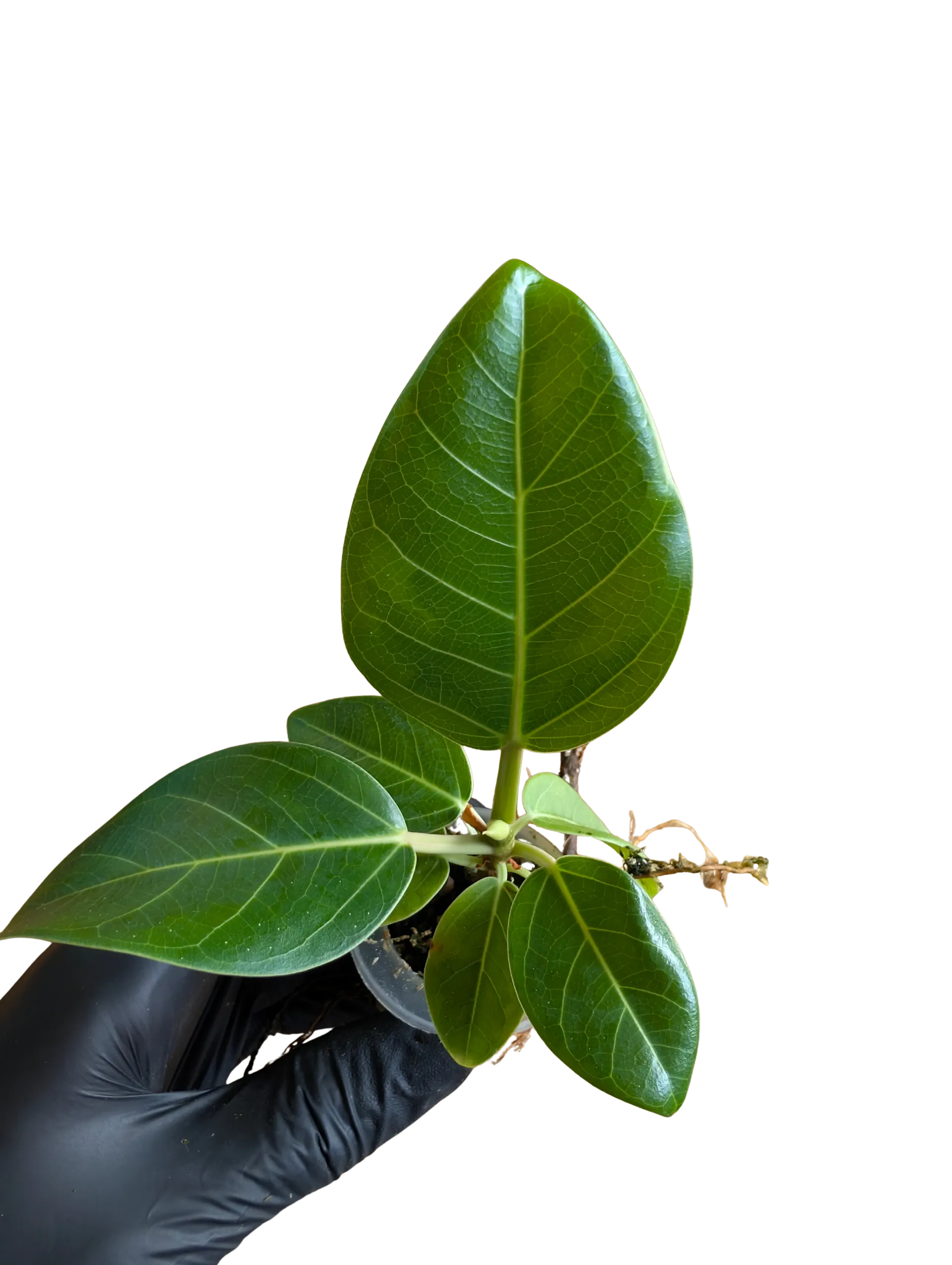 Baby Ficus altissima cv. Variegata