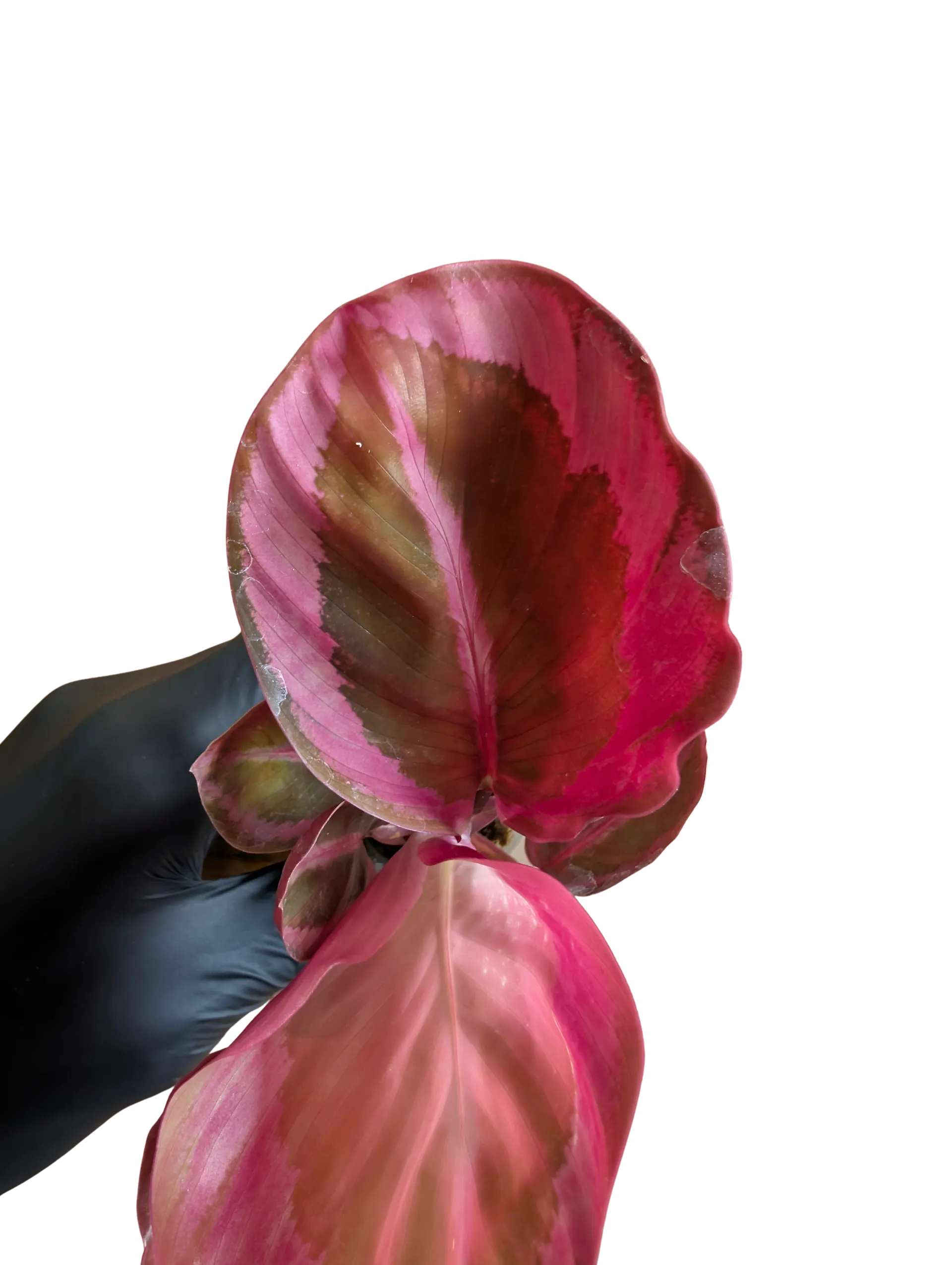 Baby Calathea roseopicta Red Mojo