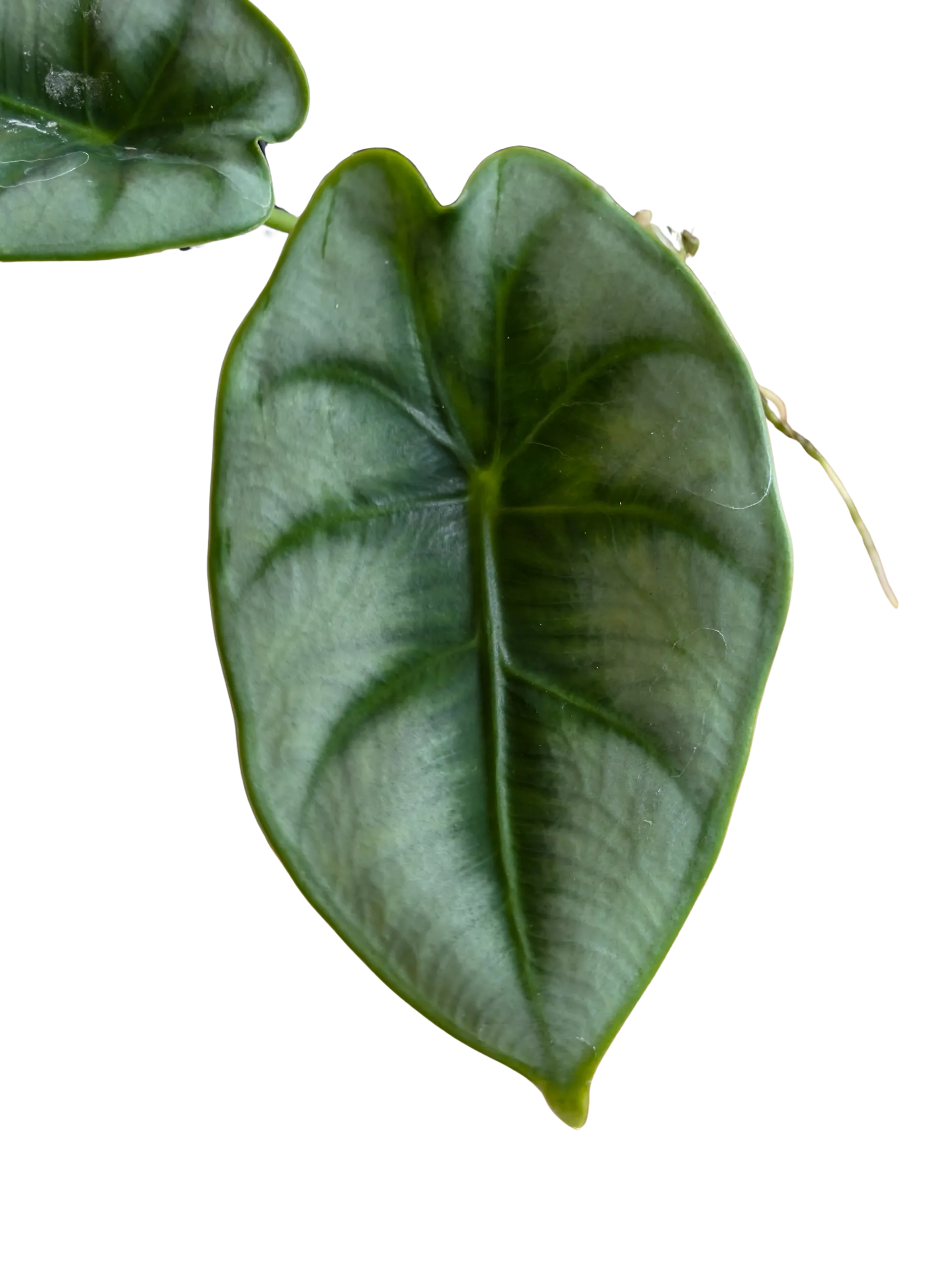 Baby Alocasia reversa