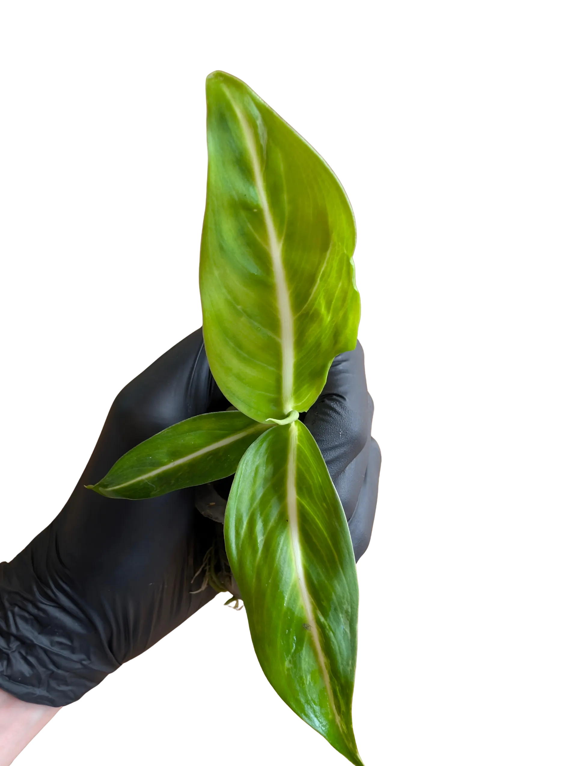 Baby Dieffenbachia amoena Sterling