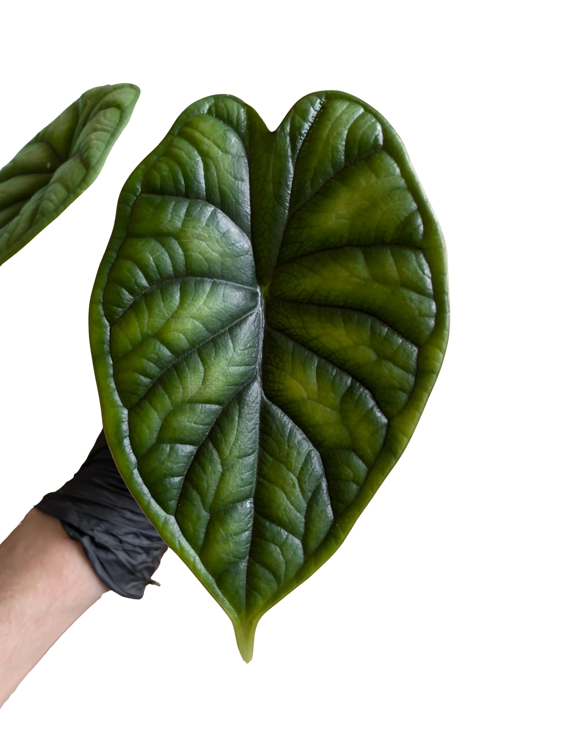 Baby Alocasia baginda Dragon Scale