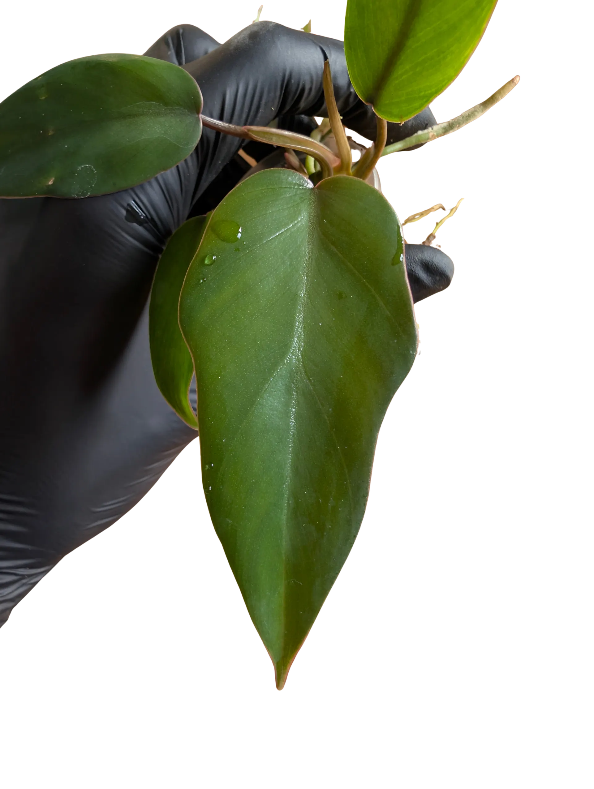 Baby Philodendron selloum mayoi