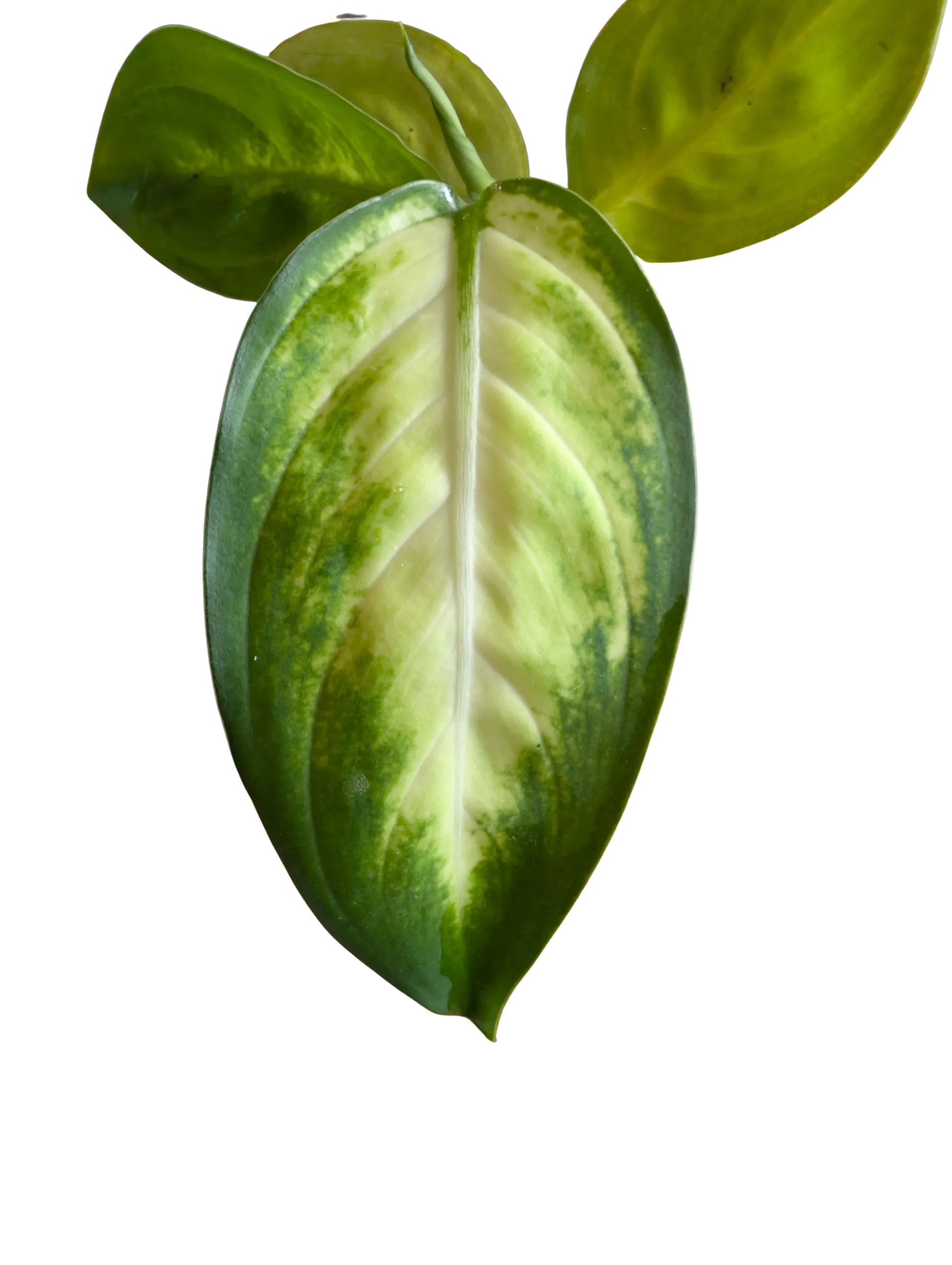 Baby Dieffenbachia amoena Tropic Marianne