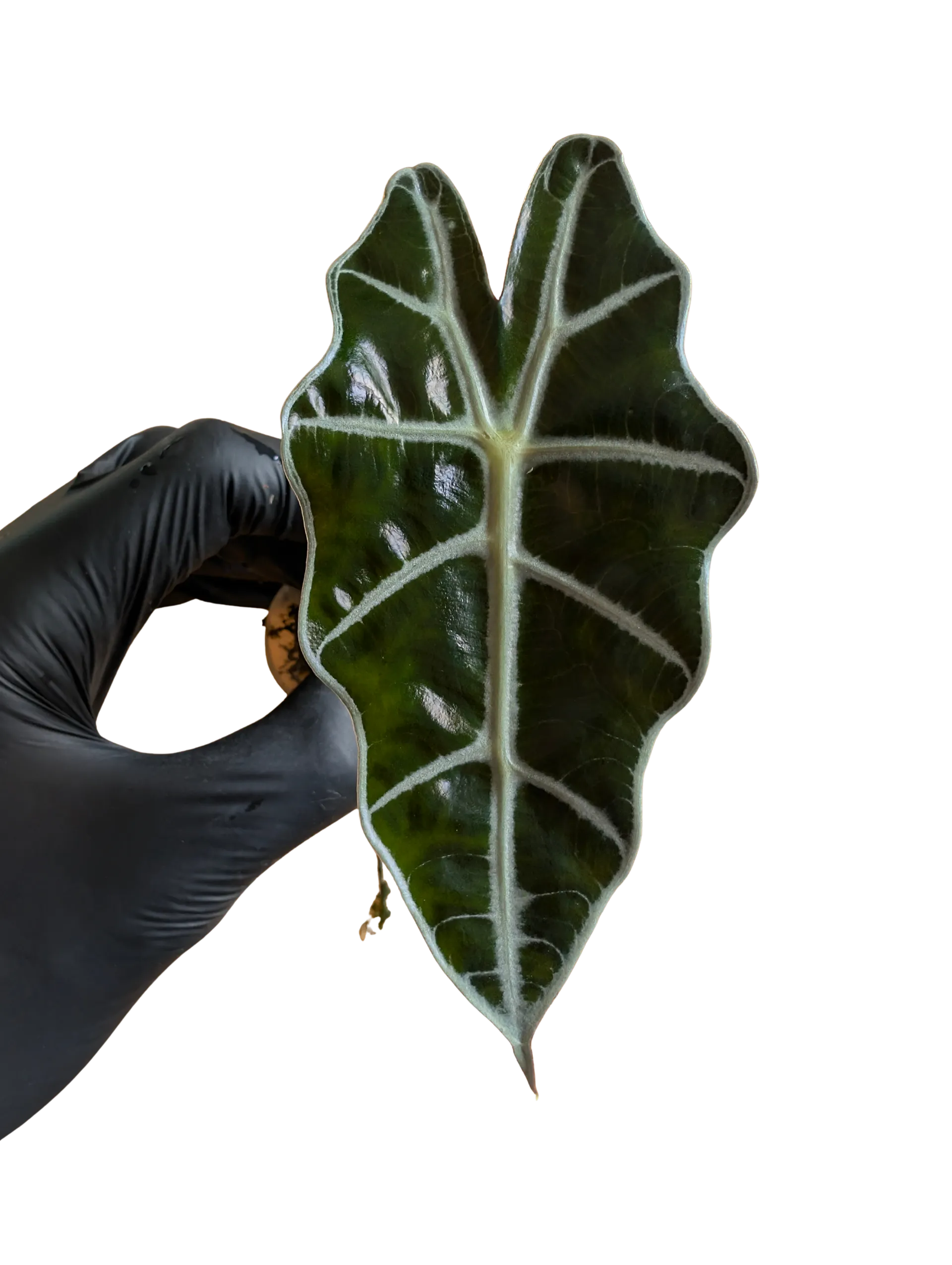 Baby Alocasia sanderiana Dwarf Amazonica