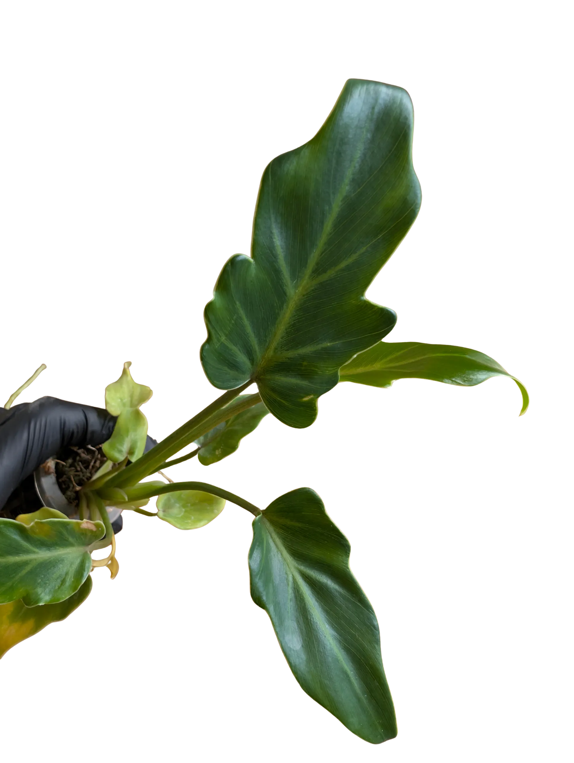 Baby Philodendron selloum Xanadu