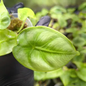 Baby Alocasia reversa 5